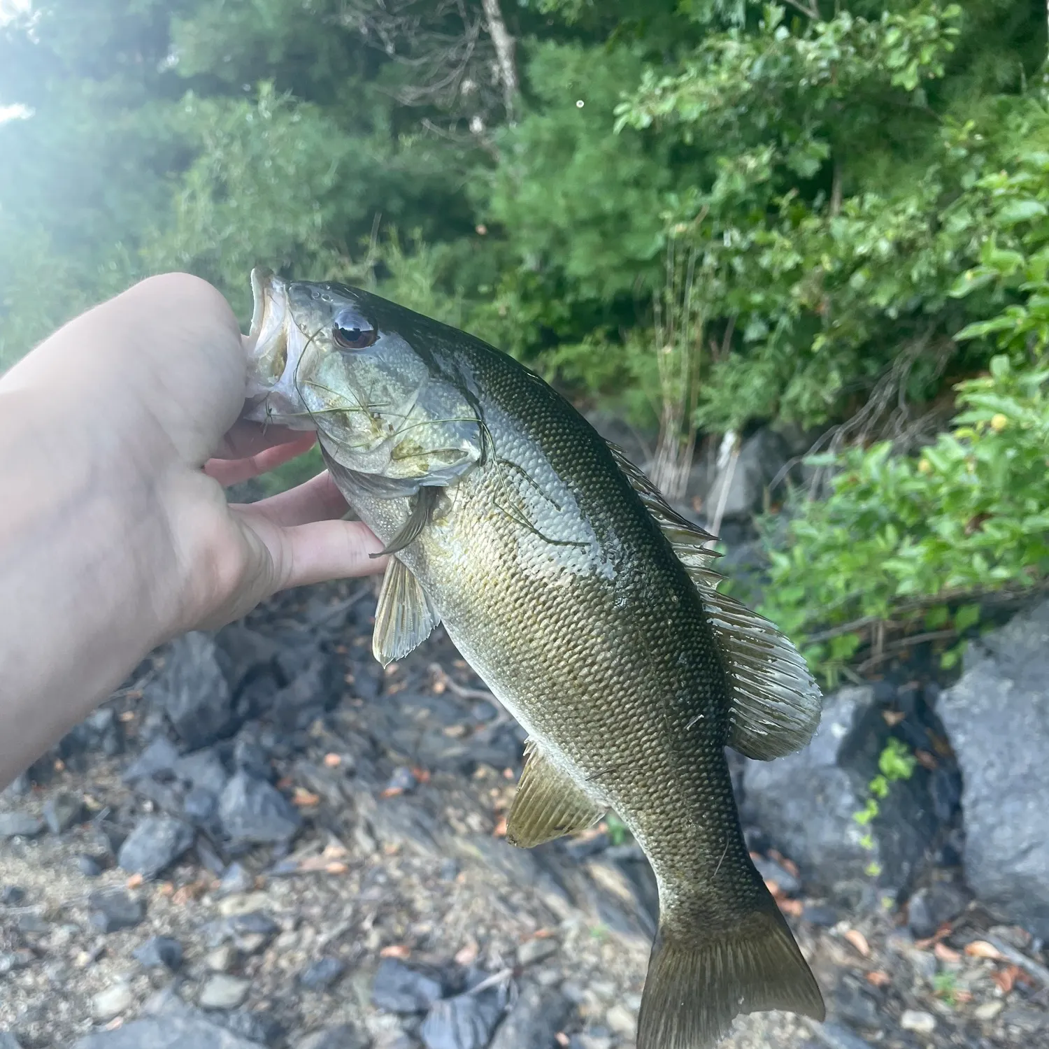 Smallmouth bass caught on Fishbrain