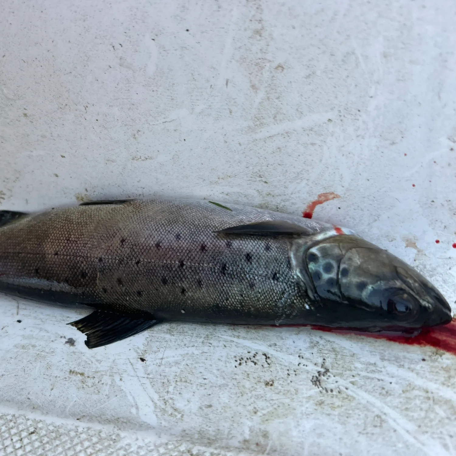 The most recent Sea trout catches on Fishbrain