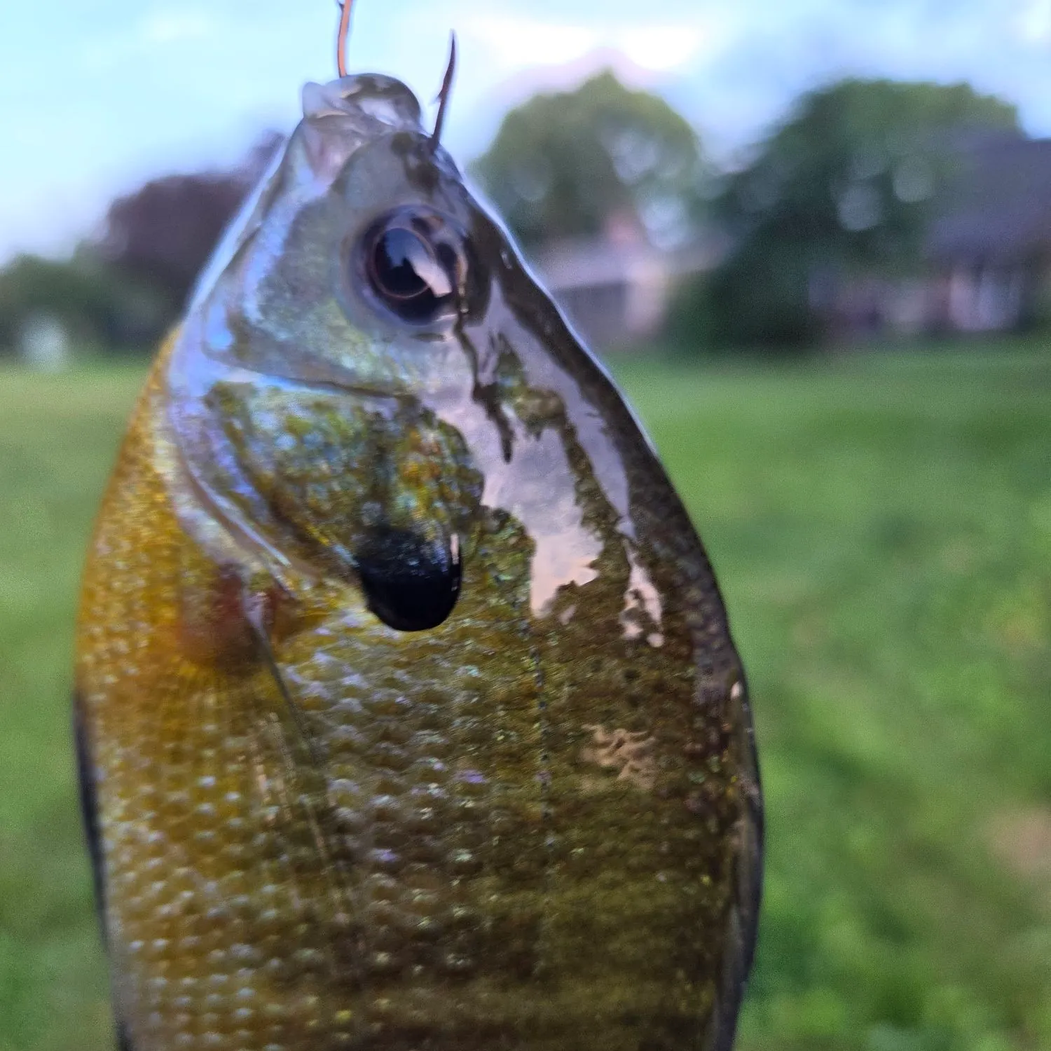 Bluegill caught on Fishbrain