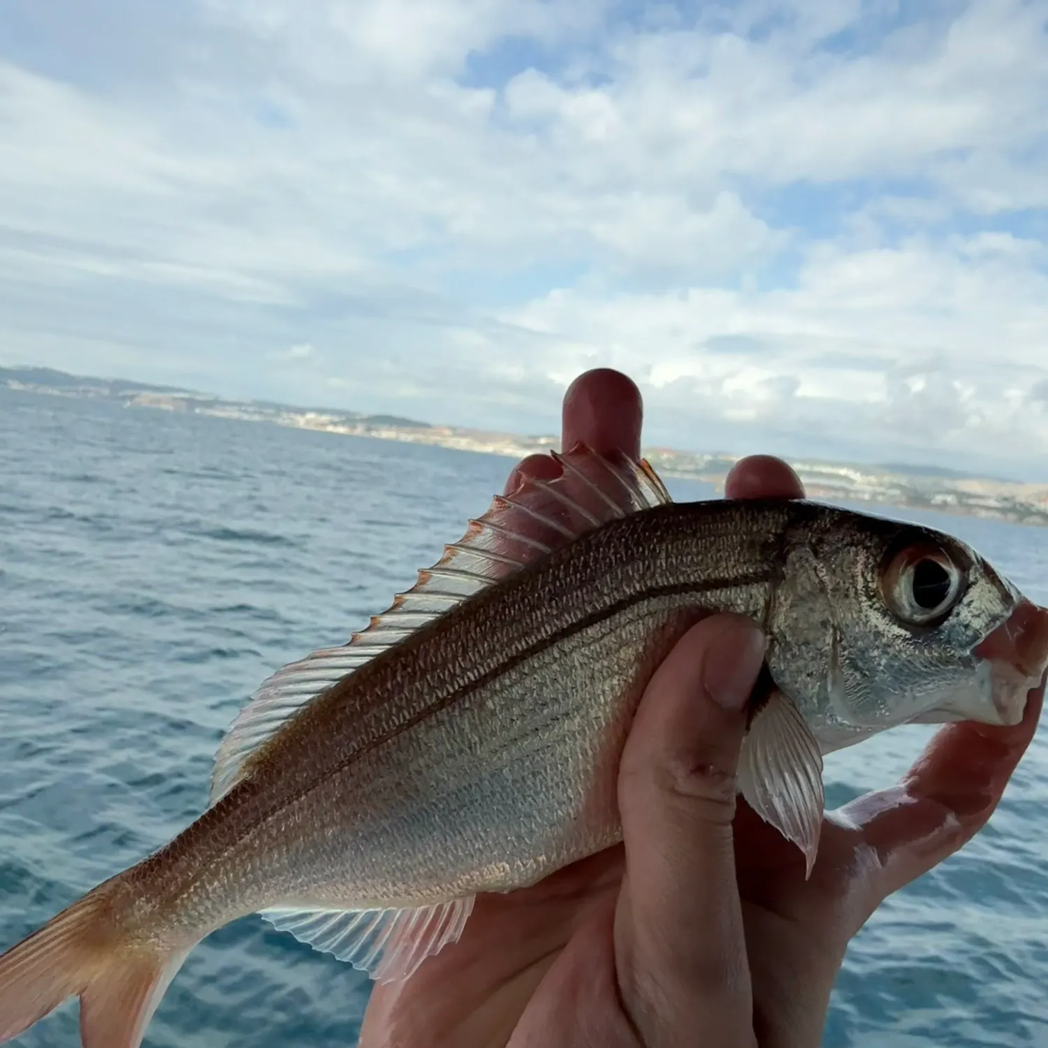 The most recent Axillary seabream catches on Fishbrain