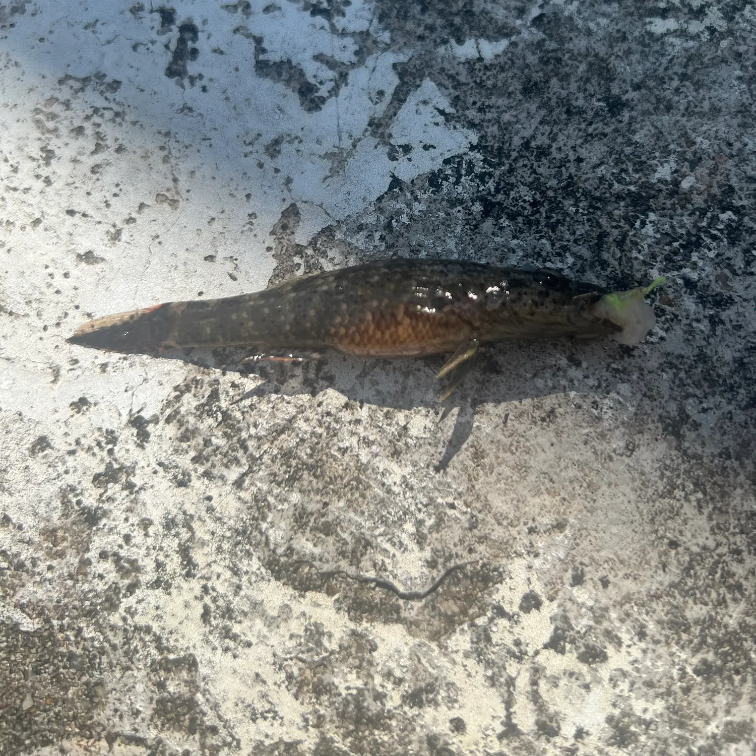 The most recent Duckbill sleeper catches on Fishbrain