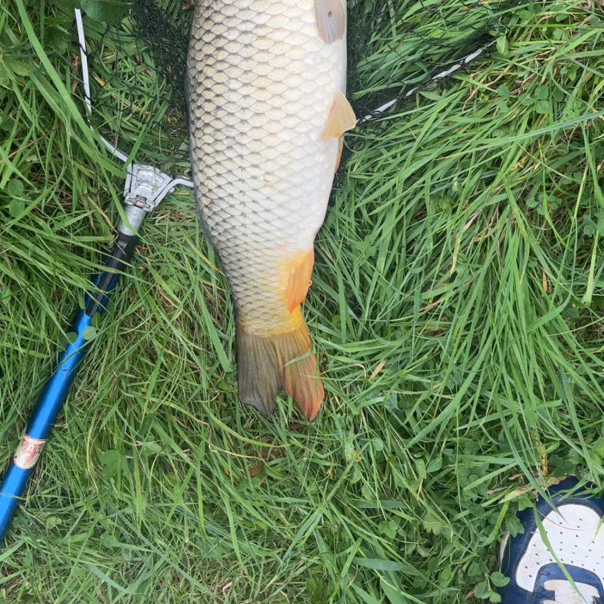 Common carp caught on Fishbrain