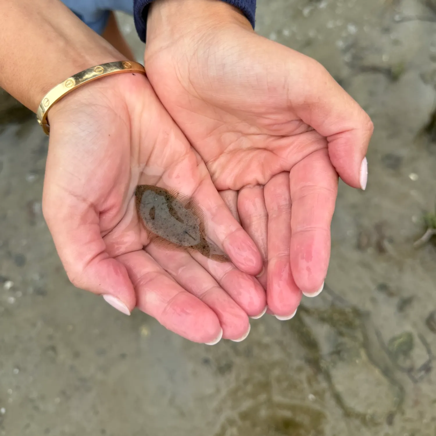 Summer flounder caught on Fishbrain