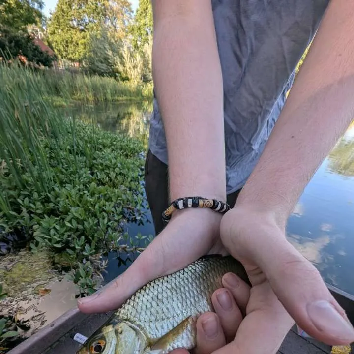 Common roach caught on Fishbrain