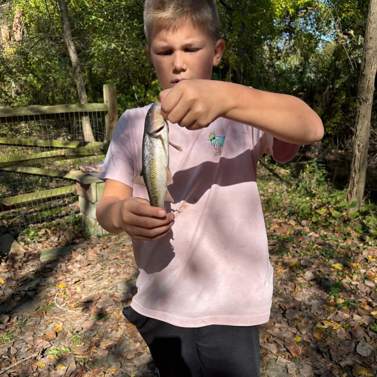 Creek chub caught on Fishbrain