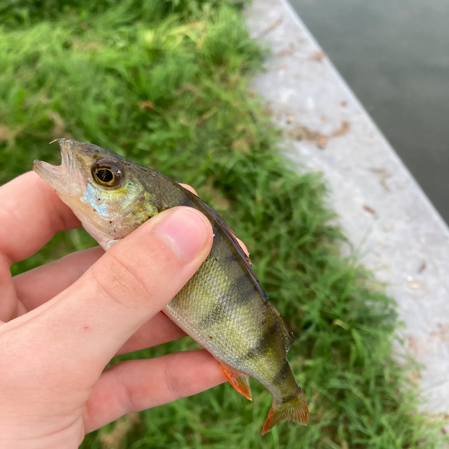 European perch caught on Fishbrain