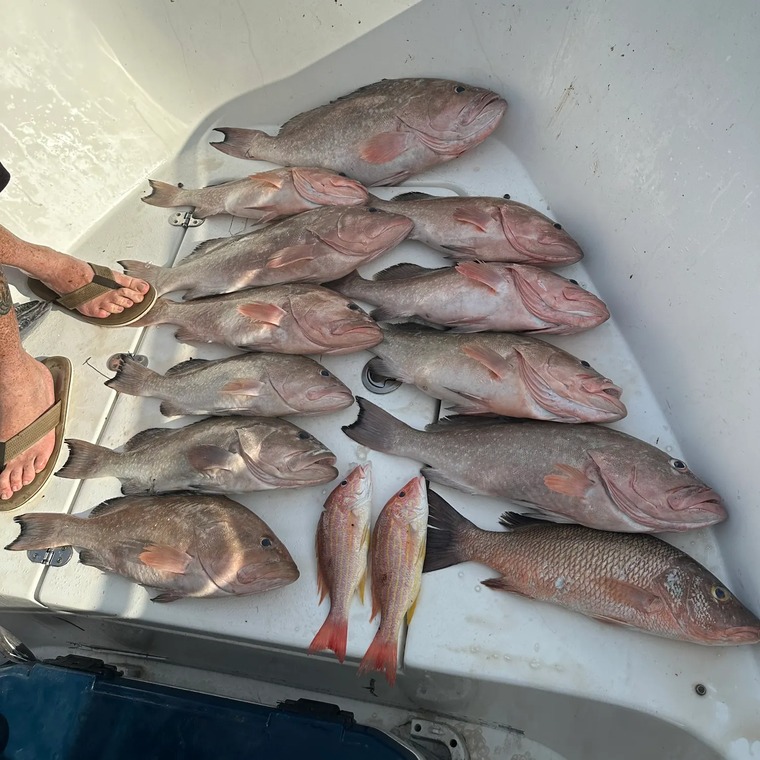 recently logged catches