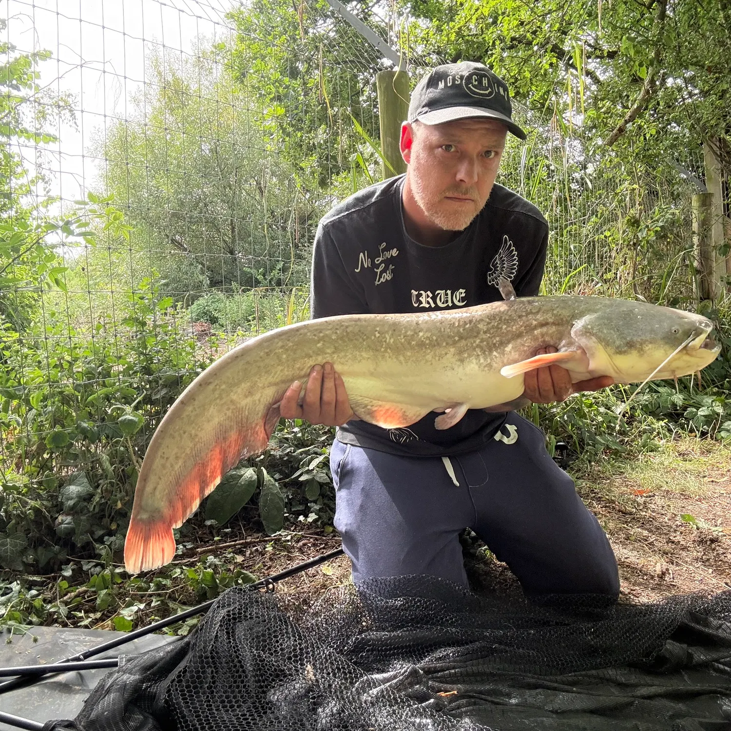 The most recent Wels catfish catches on Fishbrain