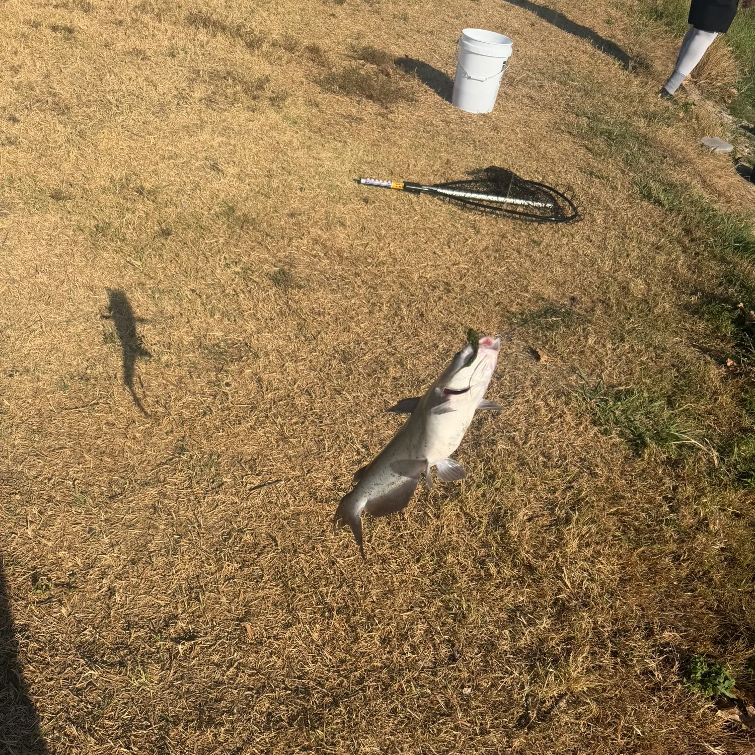 Channel catfish caught on Fishbrain