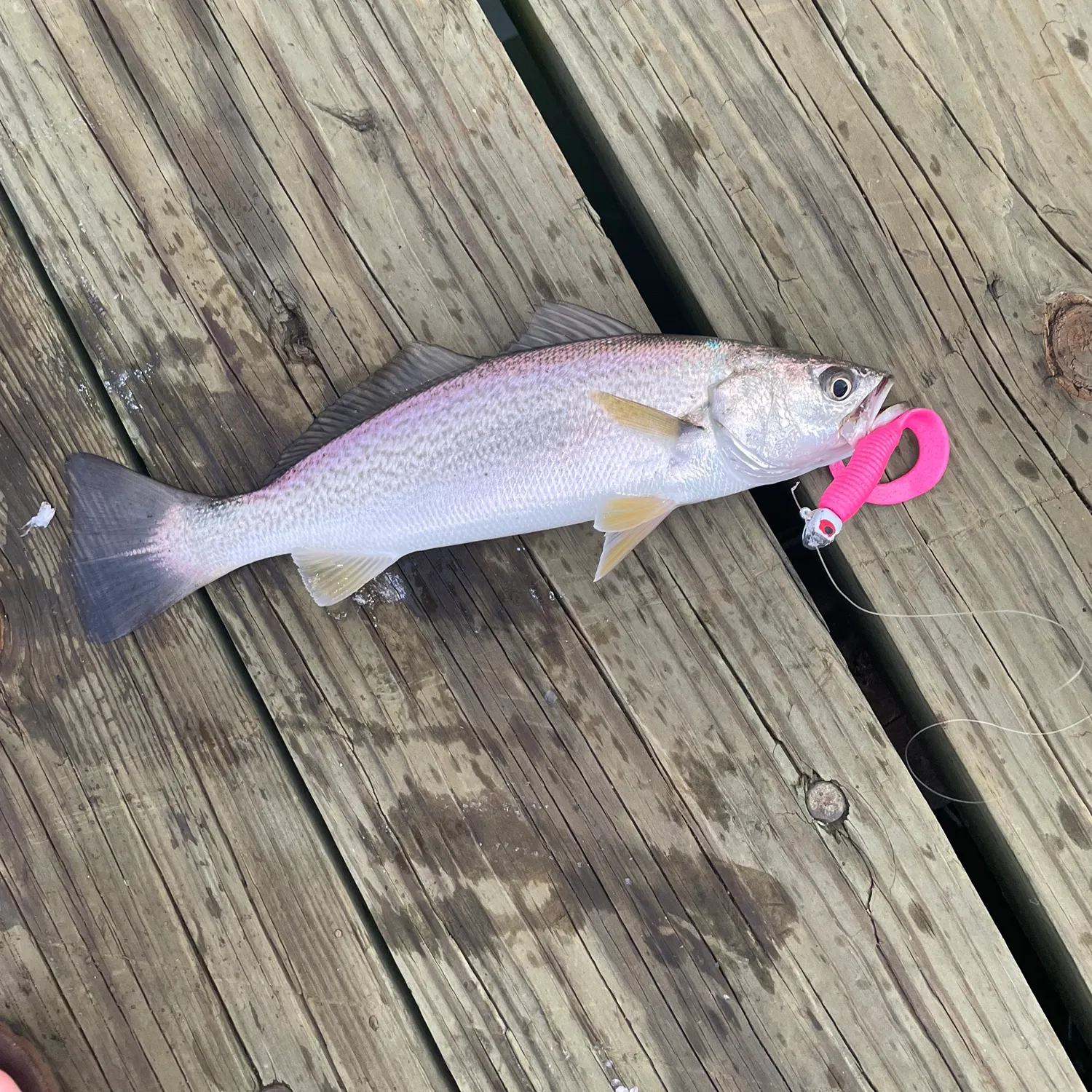 Gray weakfish caught on Fishbrain