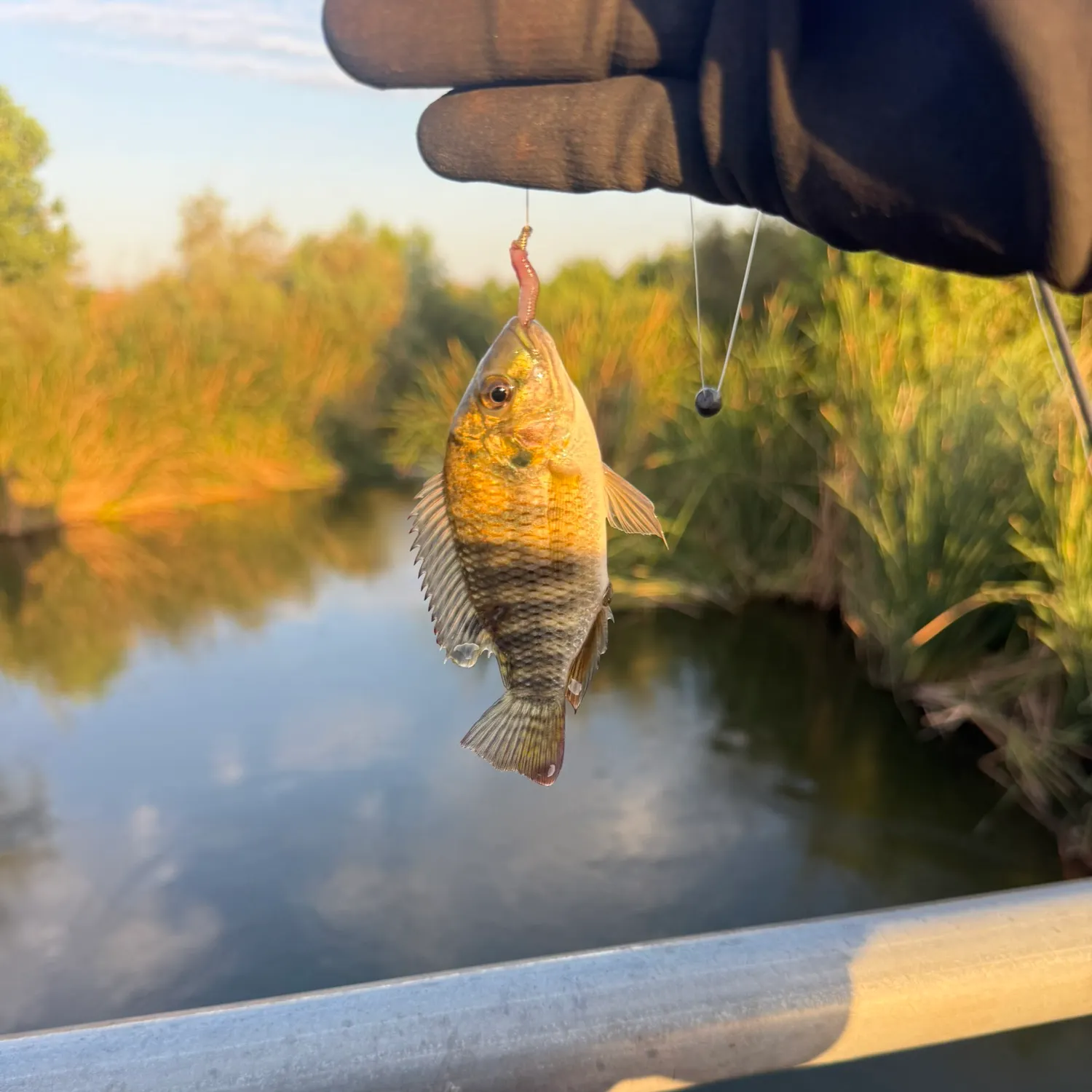 The most recent Redbelly tilapia catches on Fishbrain