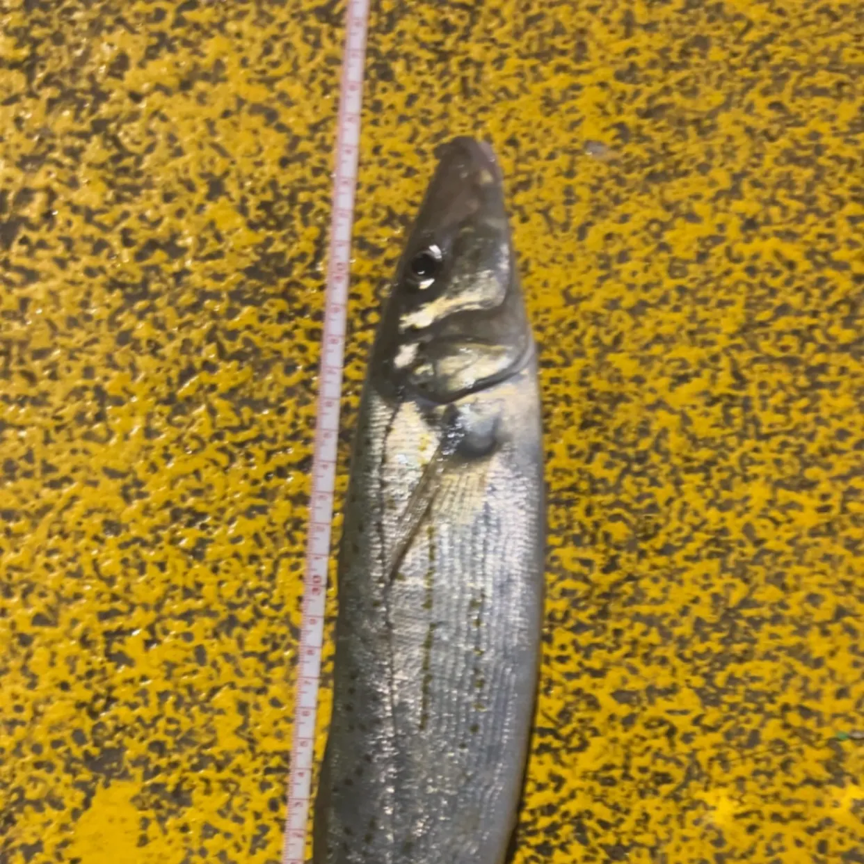 Sand sillago caught on Fishbrain