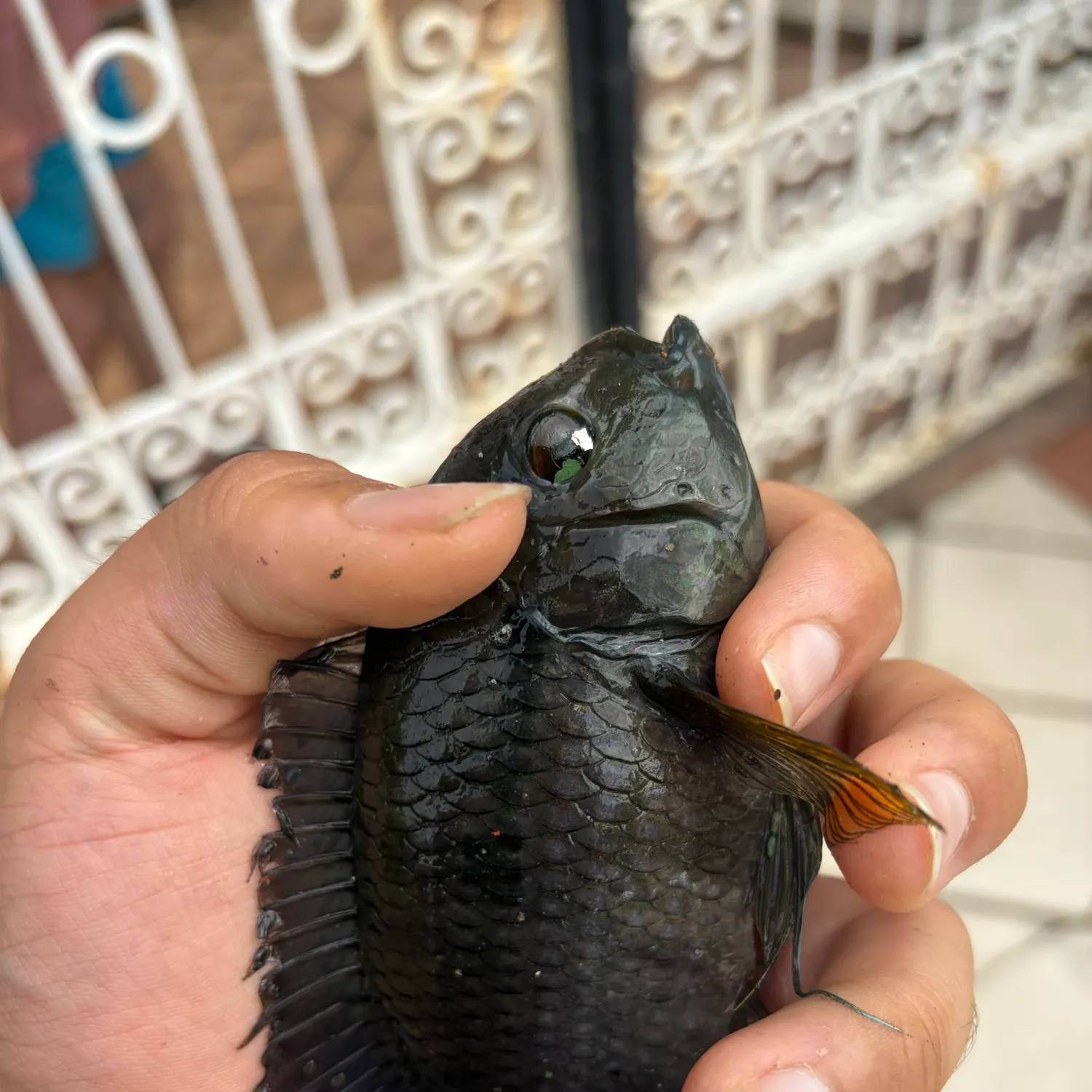 The most recent Blue tilapia catches on Fishbrain