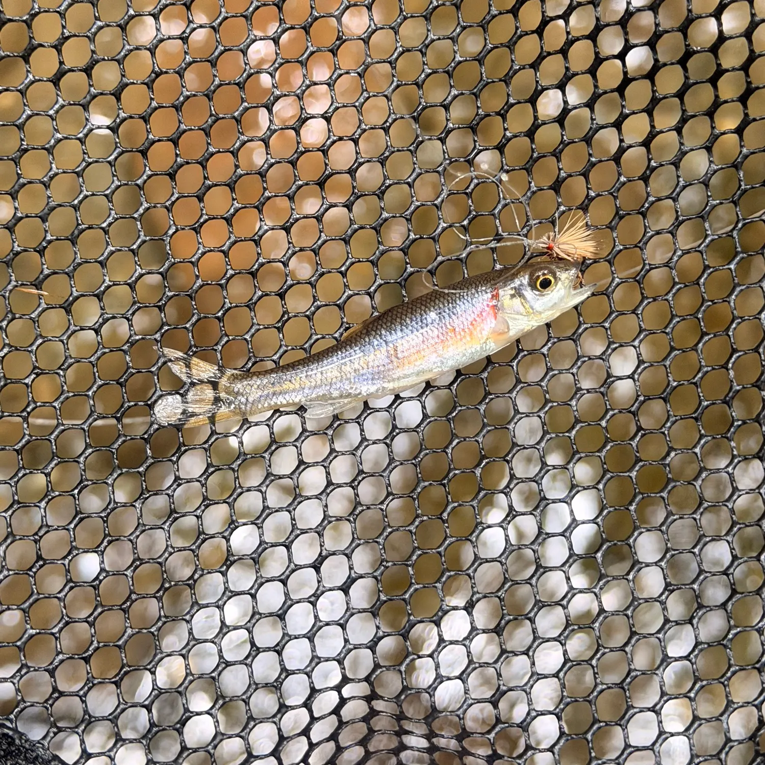 The most recent Rosyside dace catches on Fishbrain