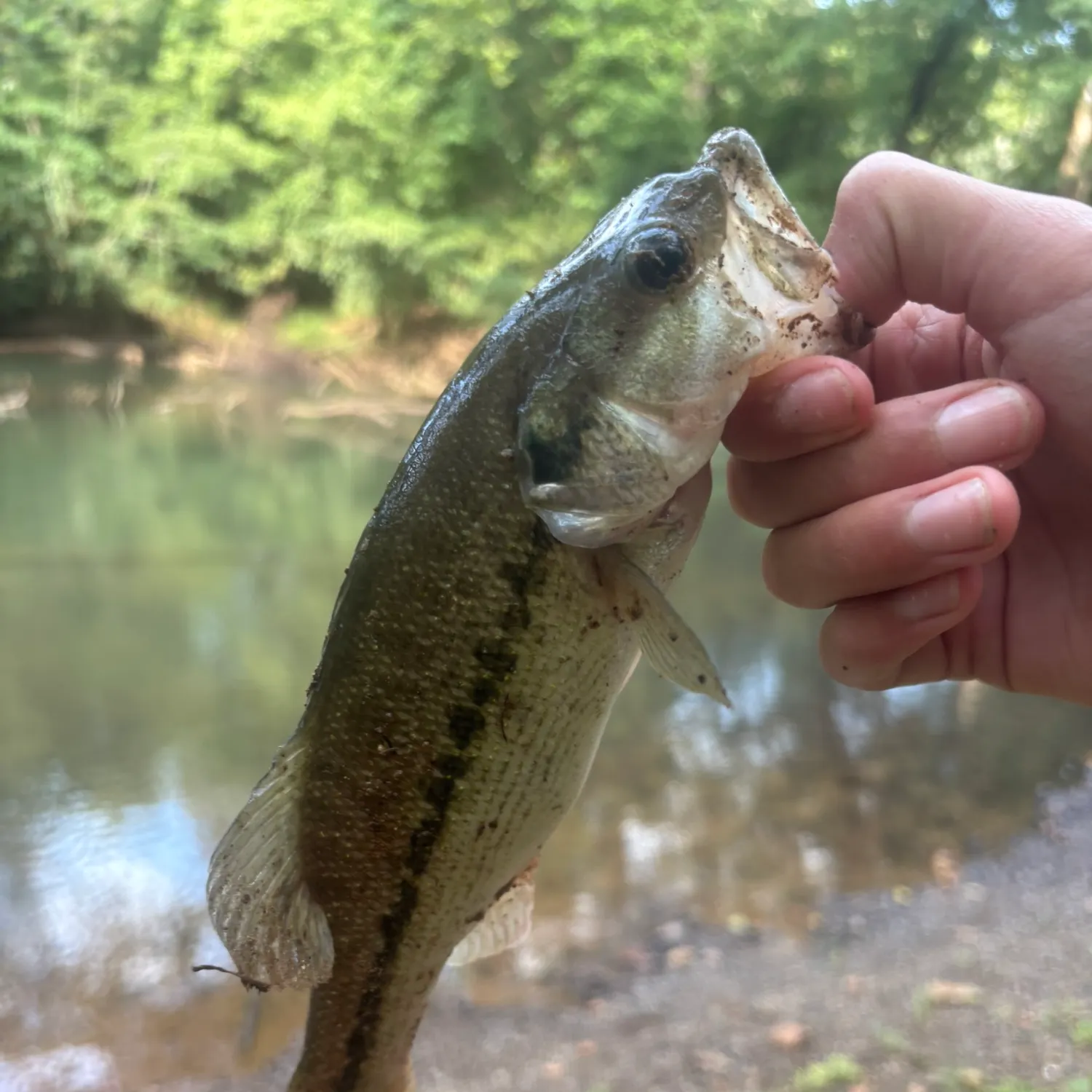 The most recent Alabama bass catches on Fishbrain