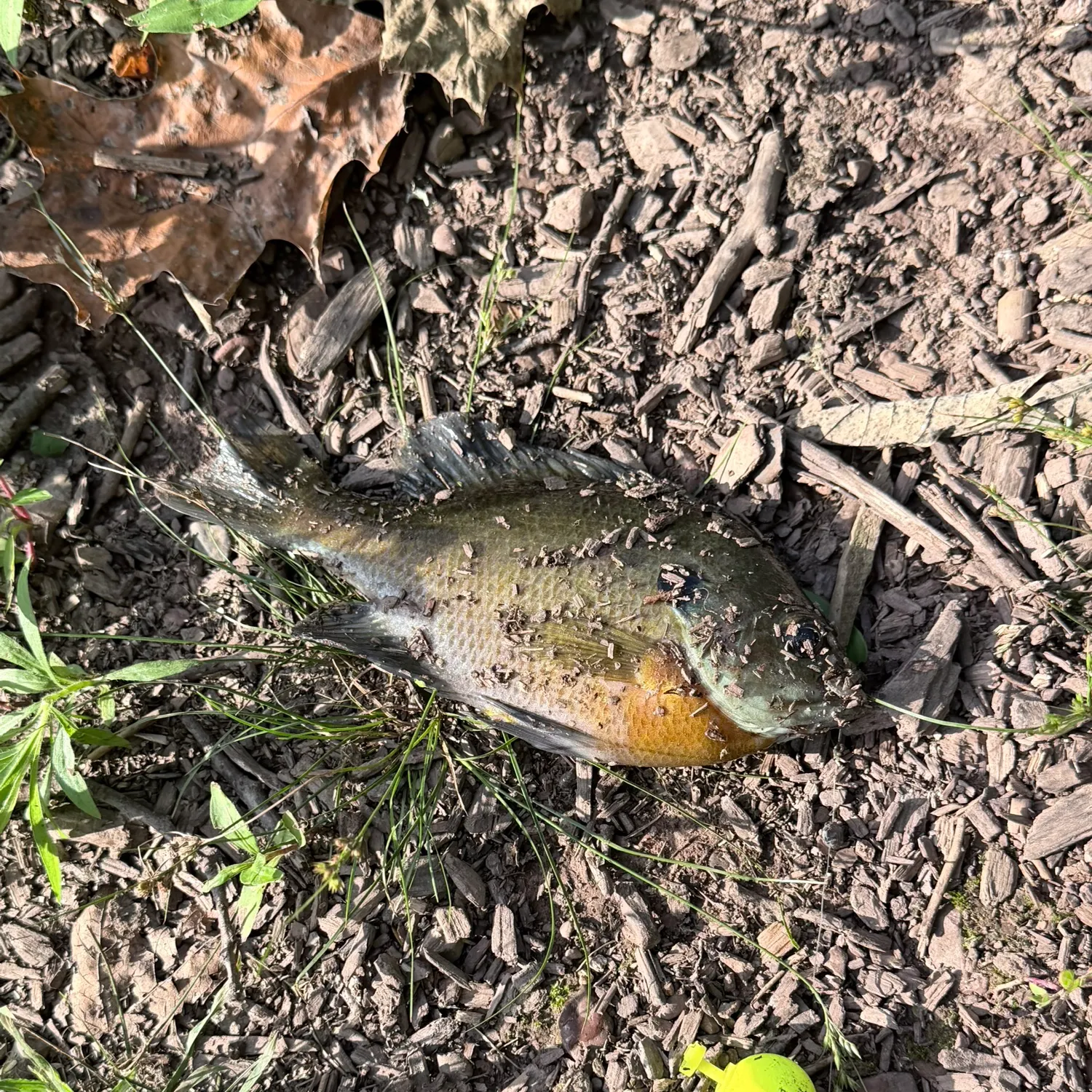 Fish caught on Fishbrain