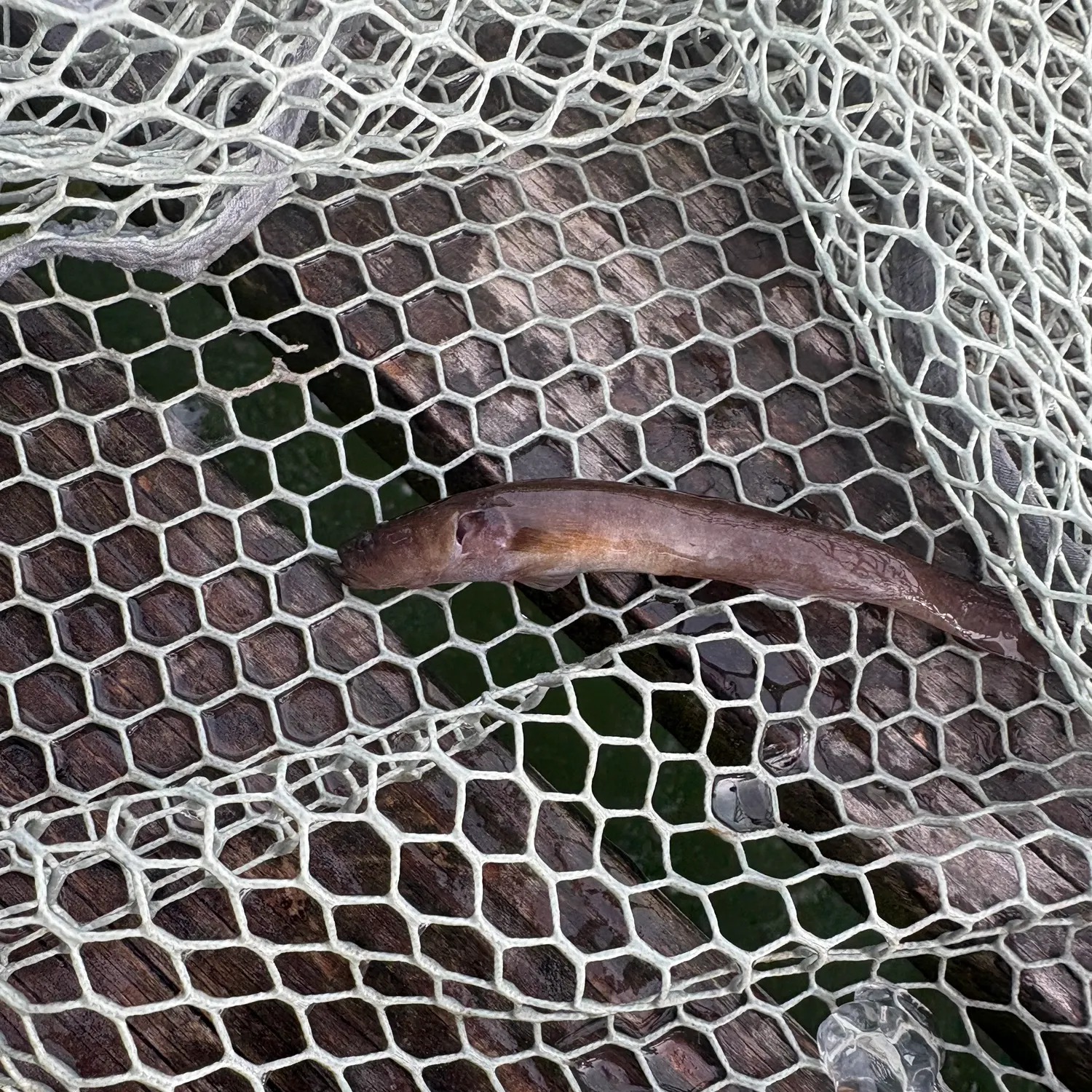 Fish caught on Fishbrain
