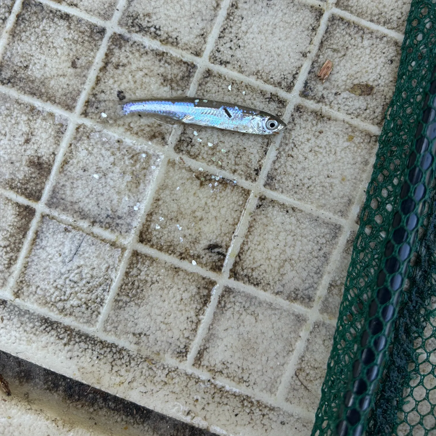 The most recent Broad-striped anchovy catches on Fishbrain