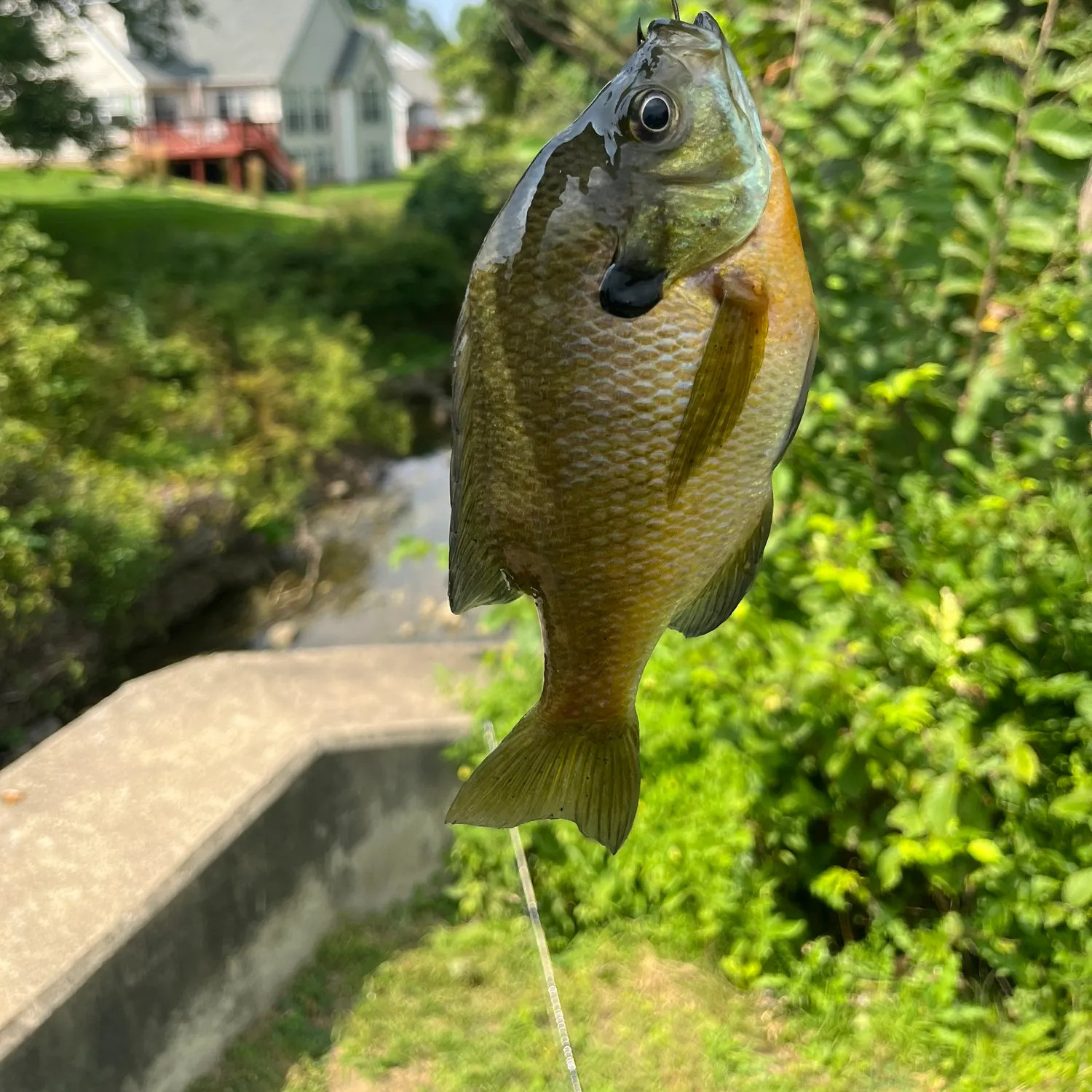 Bluegill caught on Fishbrain