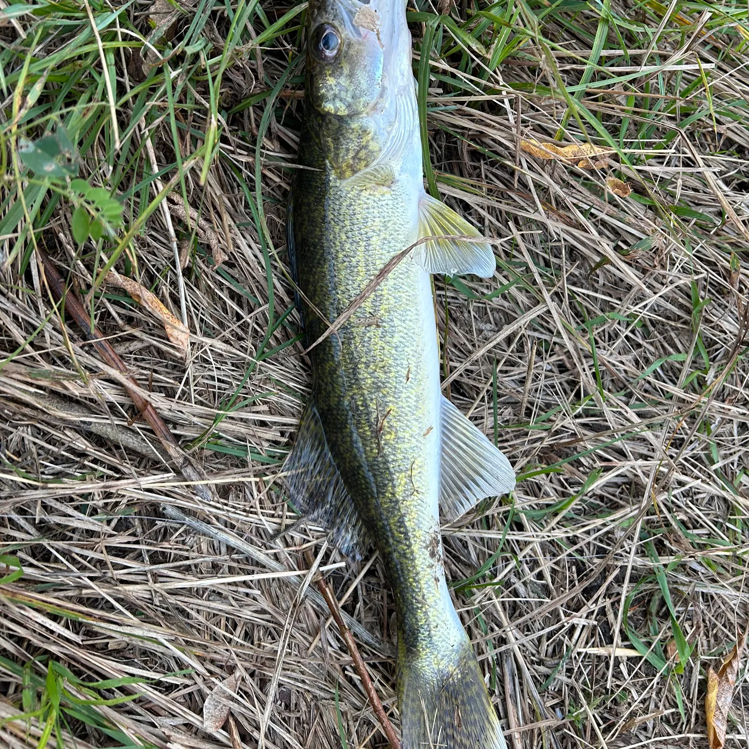 Walleye caught on Fishbrain