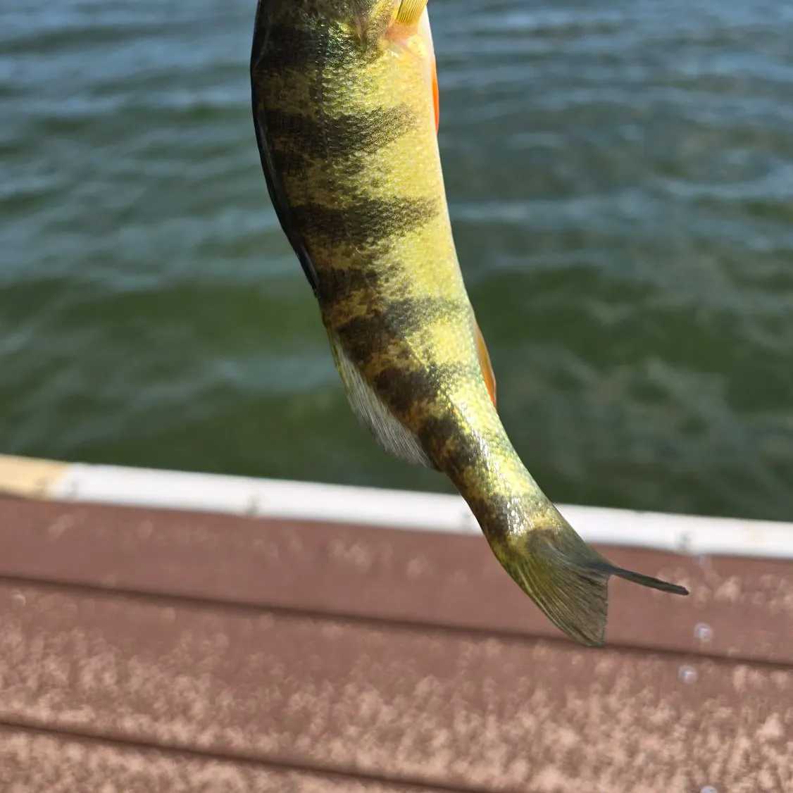 Yellow perch caught on Fishbrain