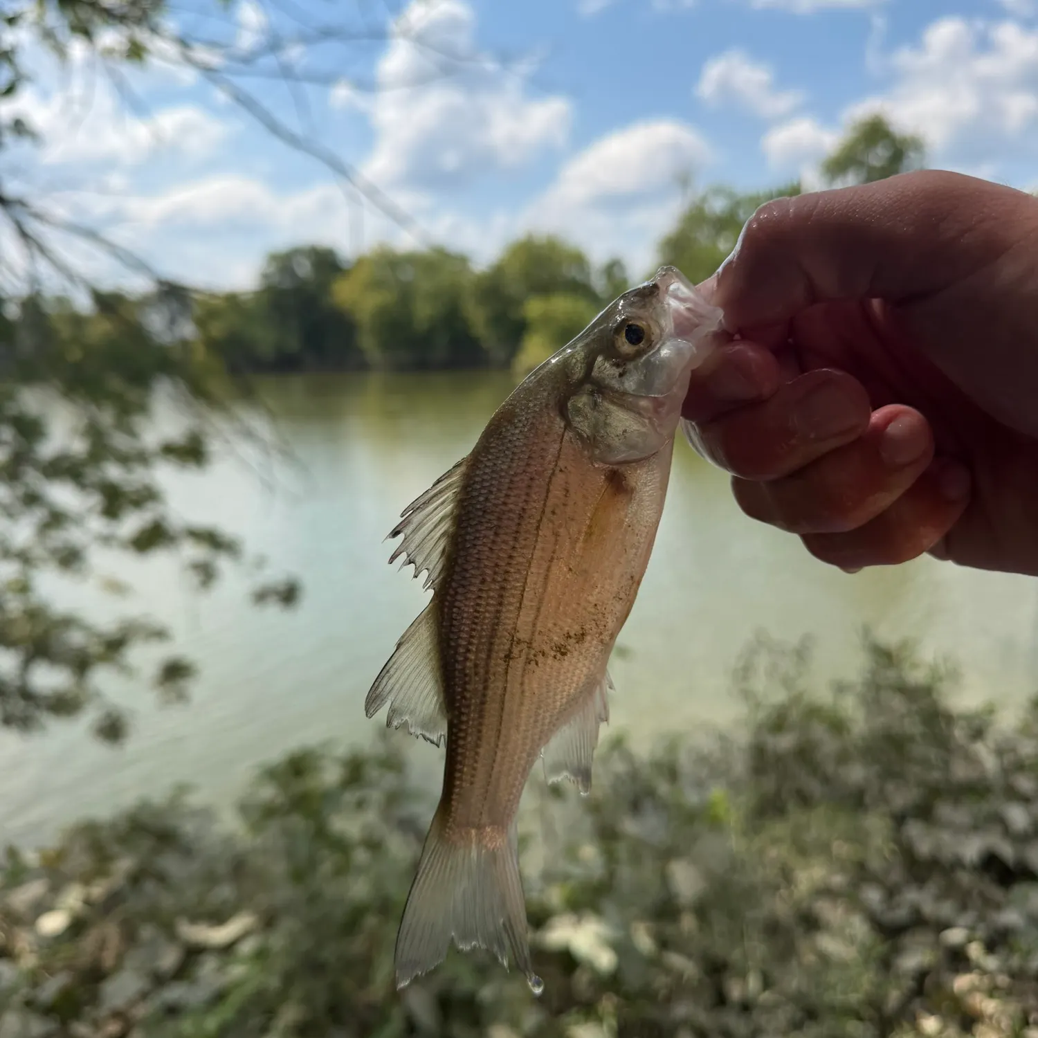 White bass caught on Fishbrain