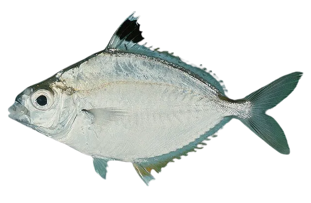 Goldstripe ponyfish