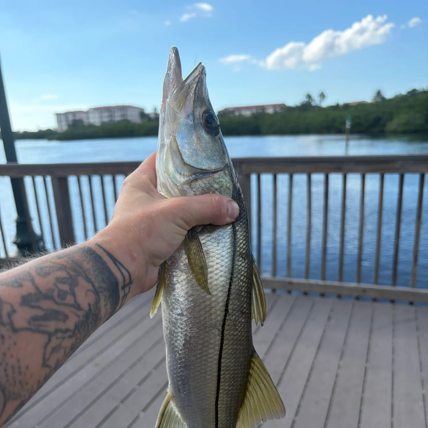 Common snook caught on Fishbrain