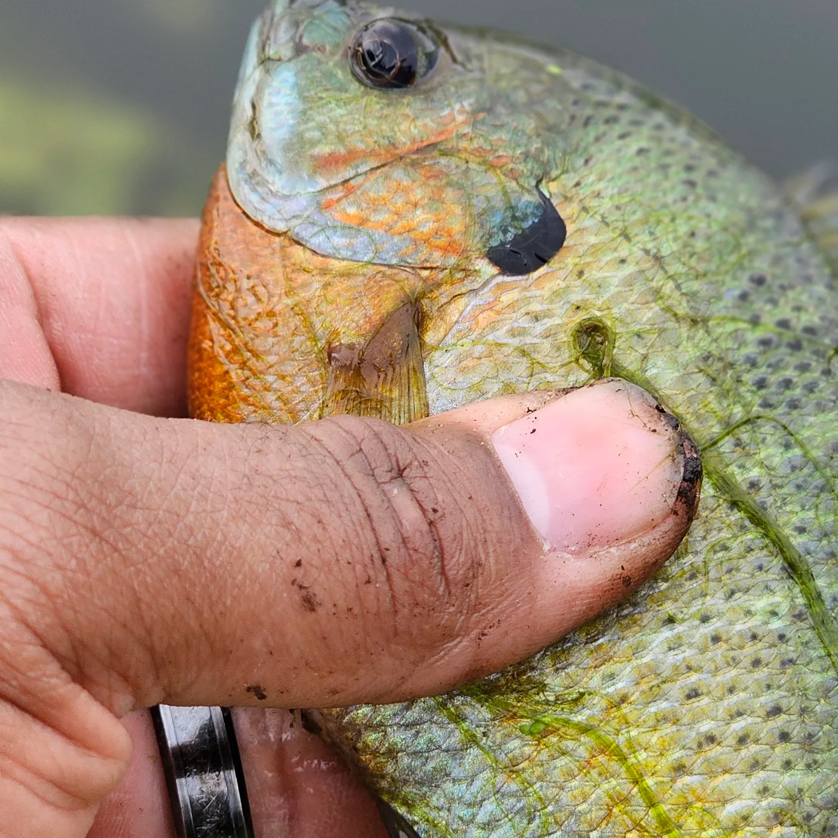 catch