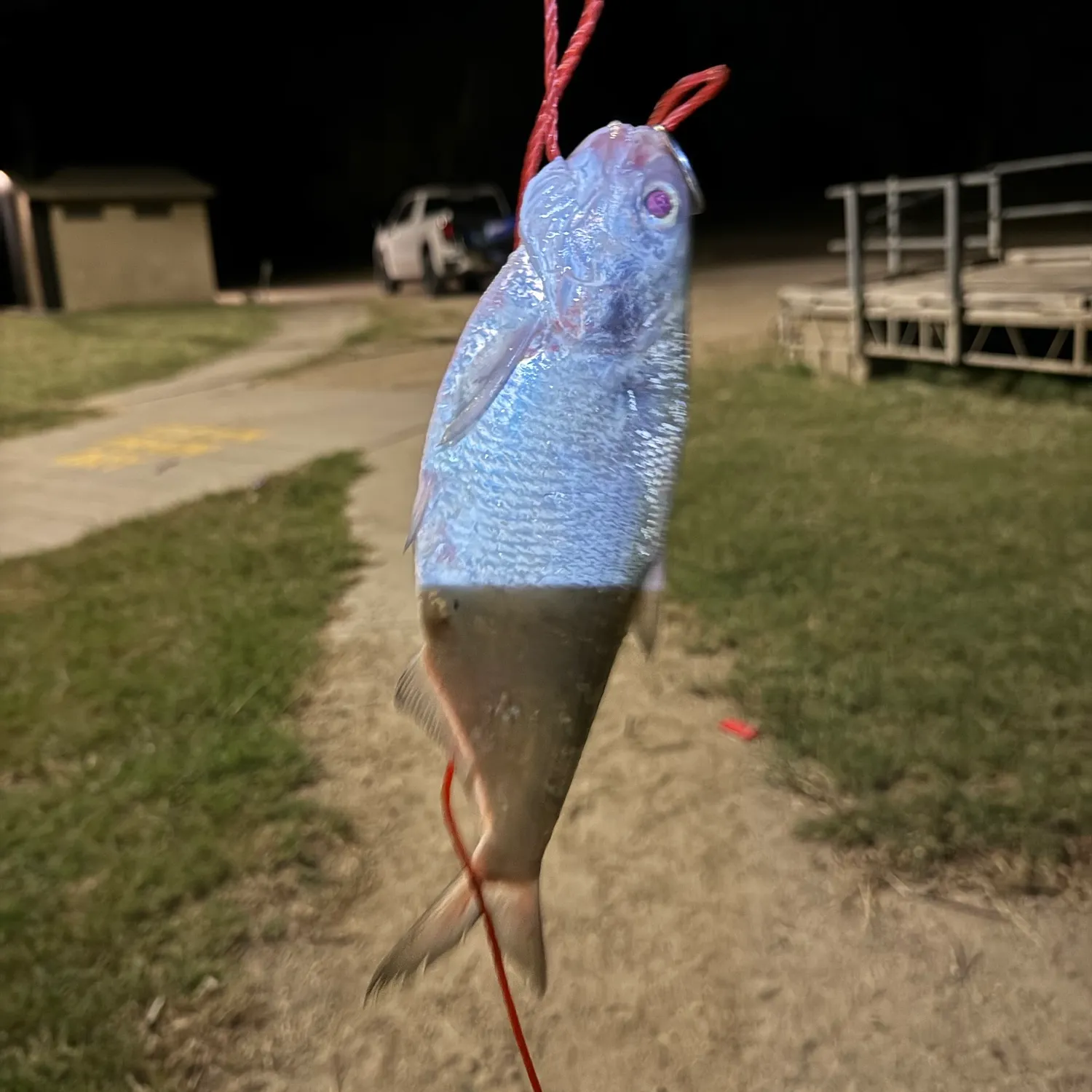 American gizzard shad caught on Fishbrain