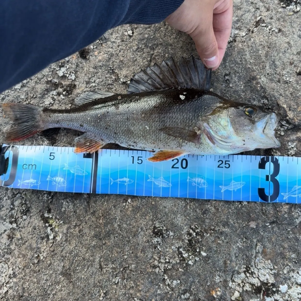 European perch caught on Fishbrain
