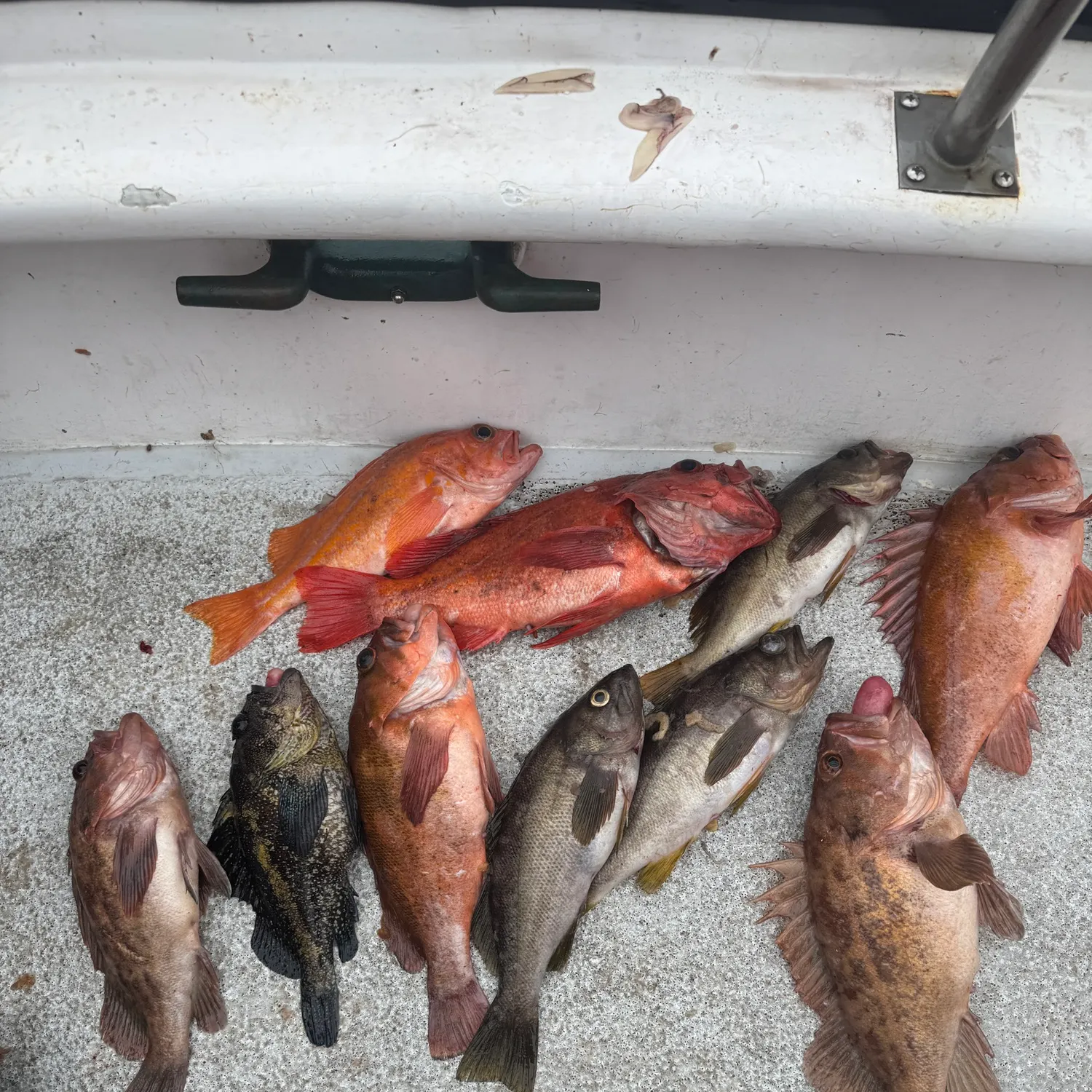 recently logged catches