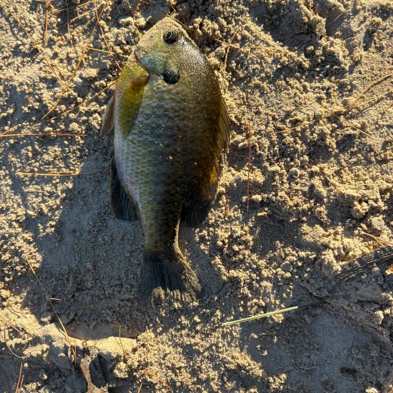 Bluegill caught on Fishbrain