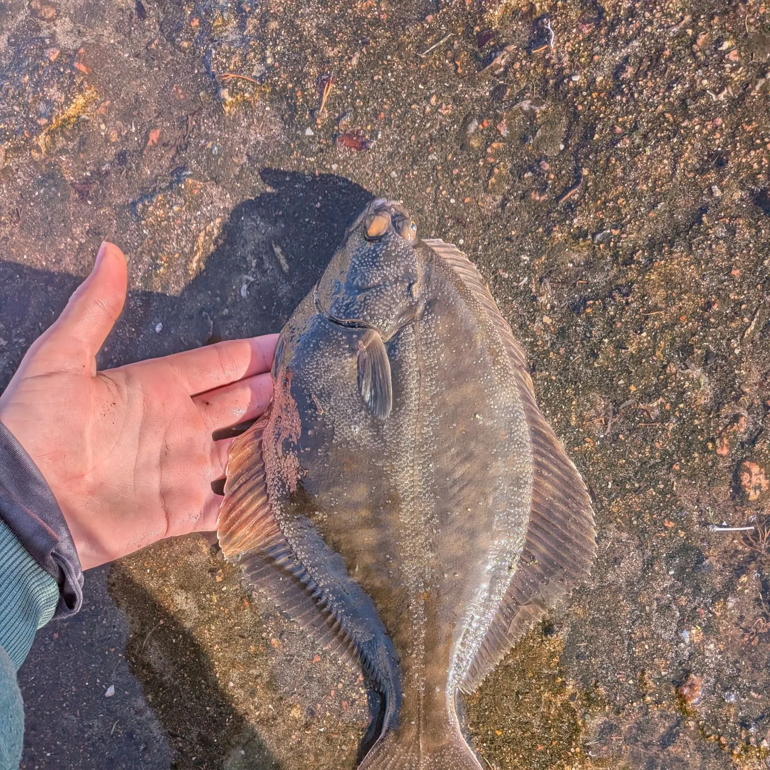European flounder caught on Fishbrain