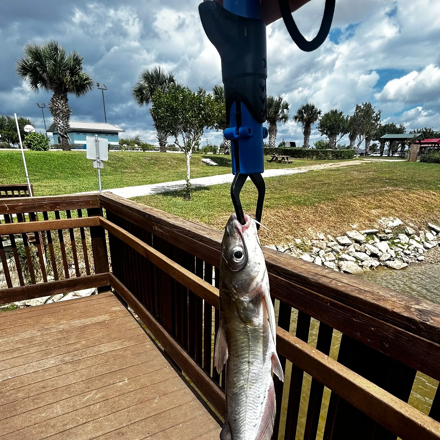 Channel catfish caught on Fishbrain