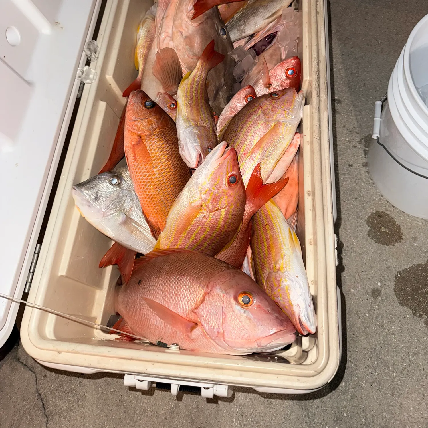 The most recent Vermilion snapper catches on Fishbrain