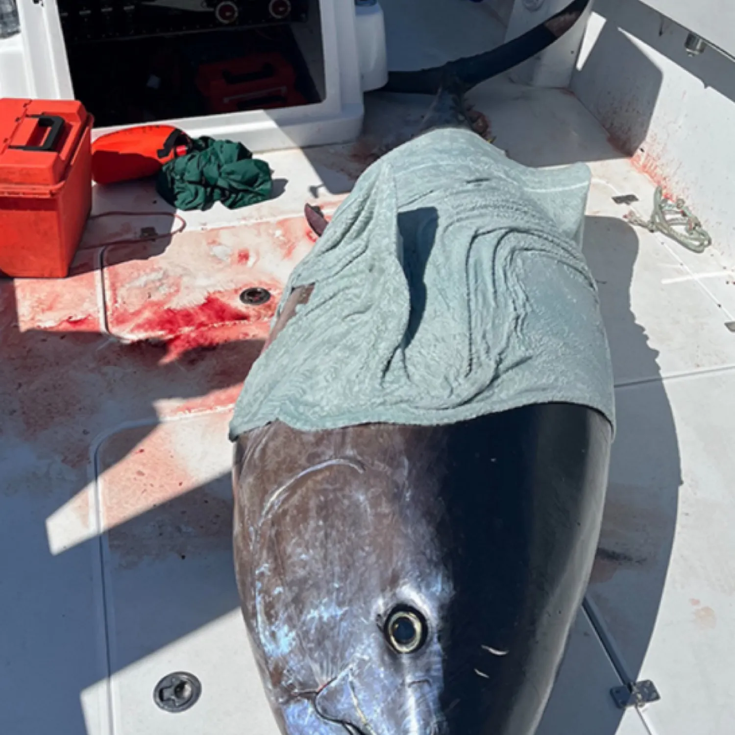 The most recent Atlantic bluefin tuna catches on Fishbrain