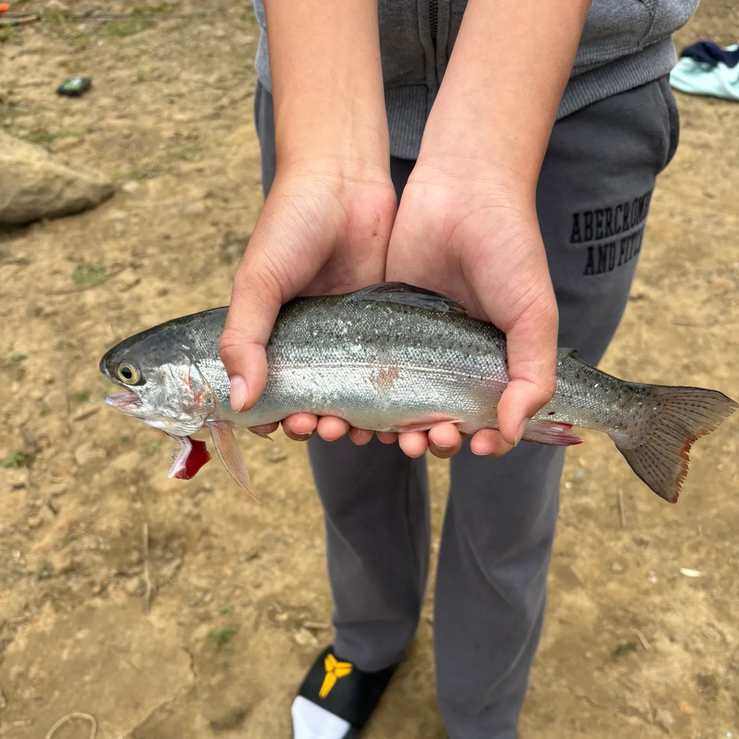Rainbow trout caught on Fishbrain