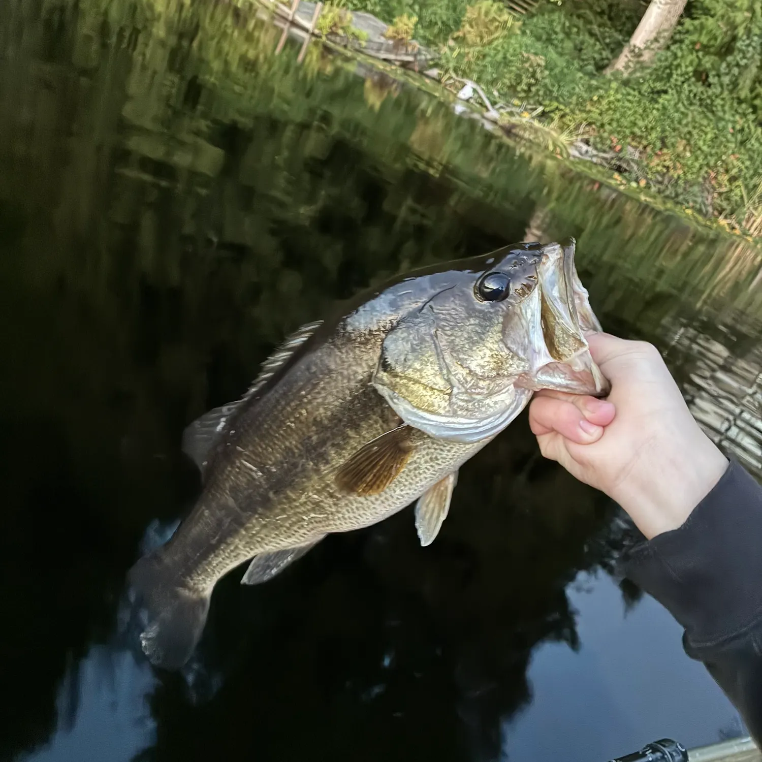 Largemouth bass caught on Fishbrain