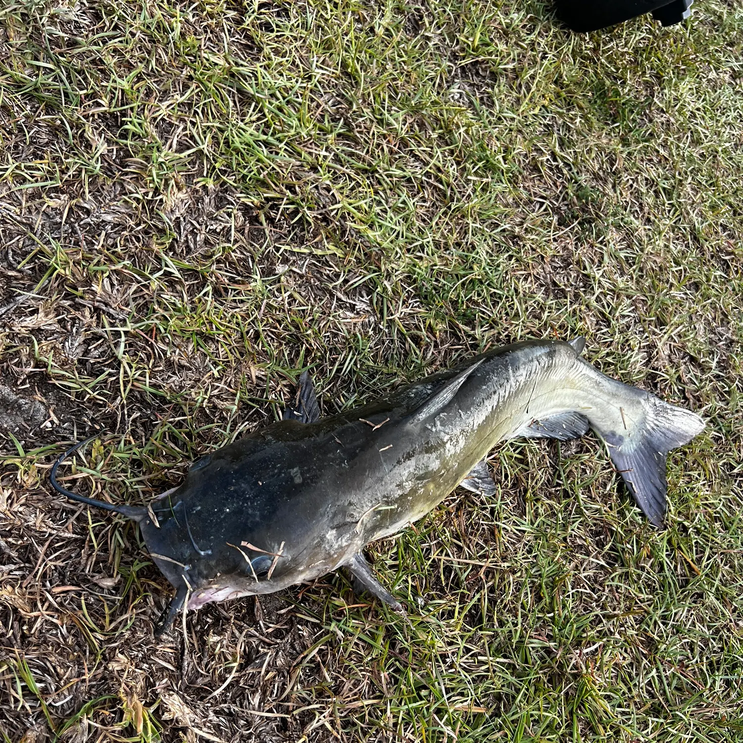 Channel catfish caught on Fishbrain