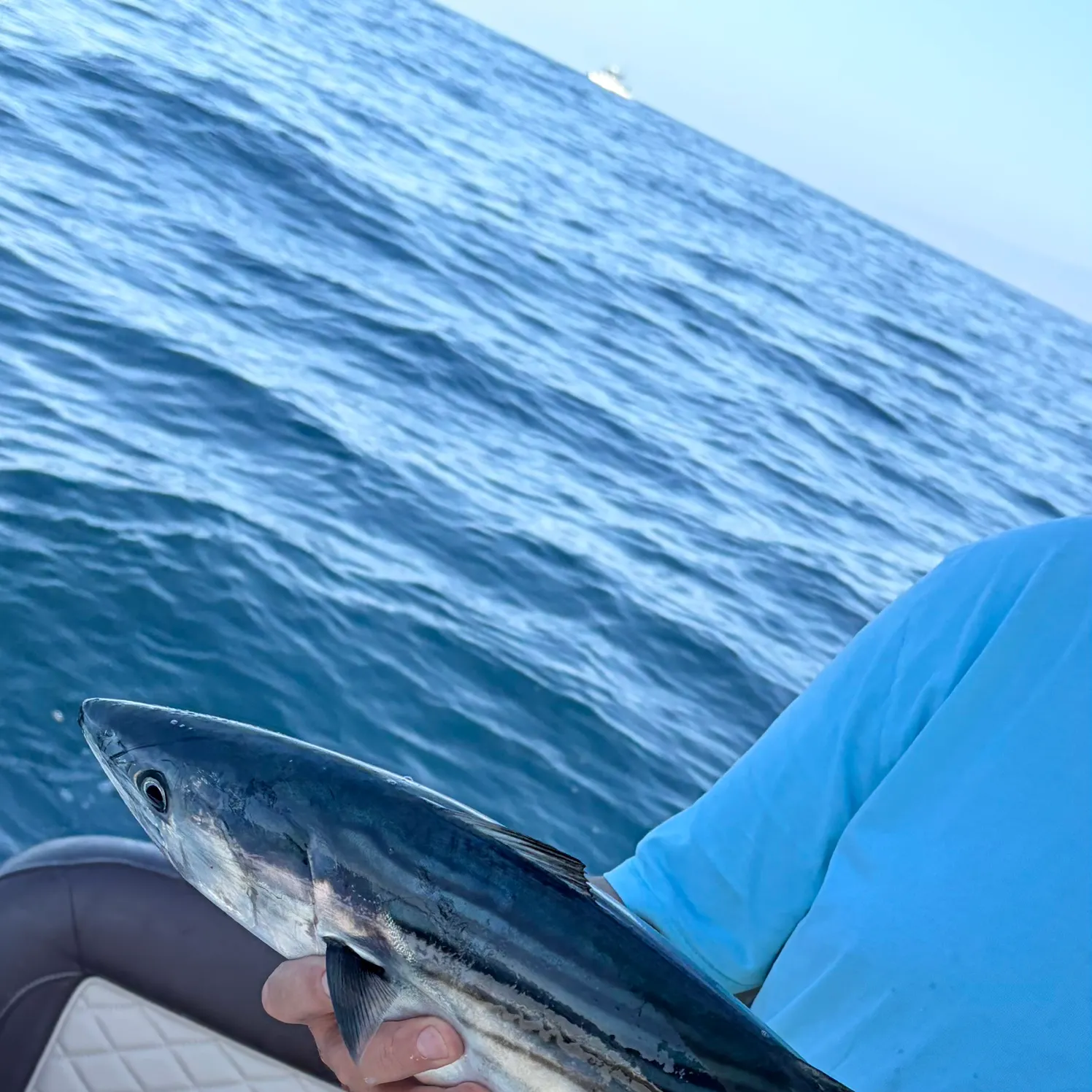 The most recent Plain bonito catches on Fishbrain
