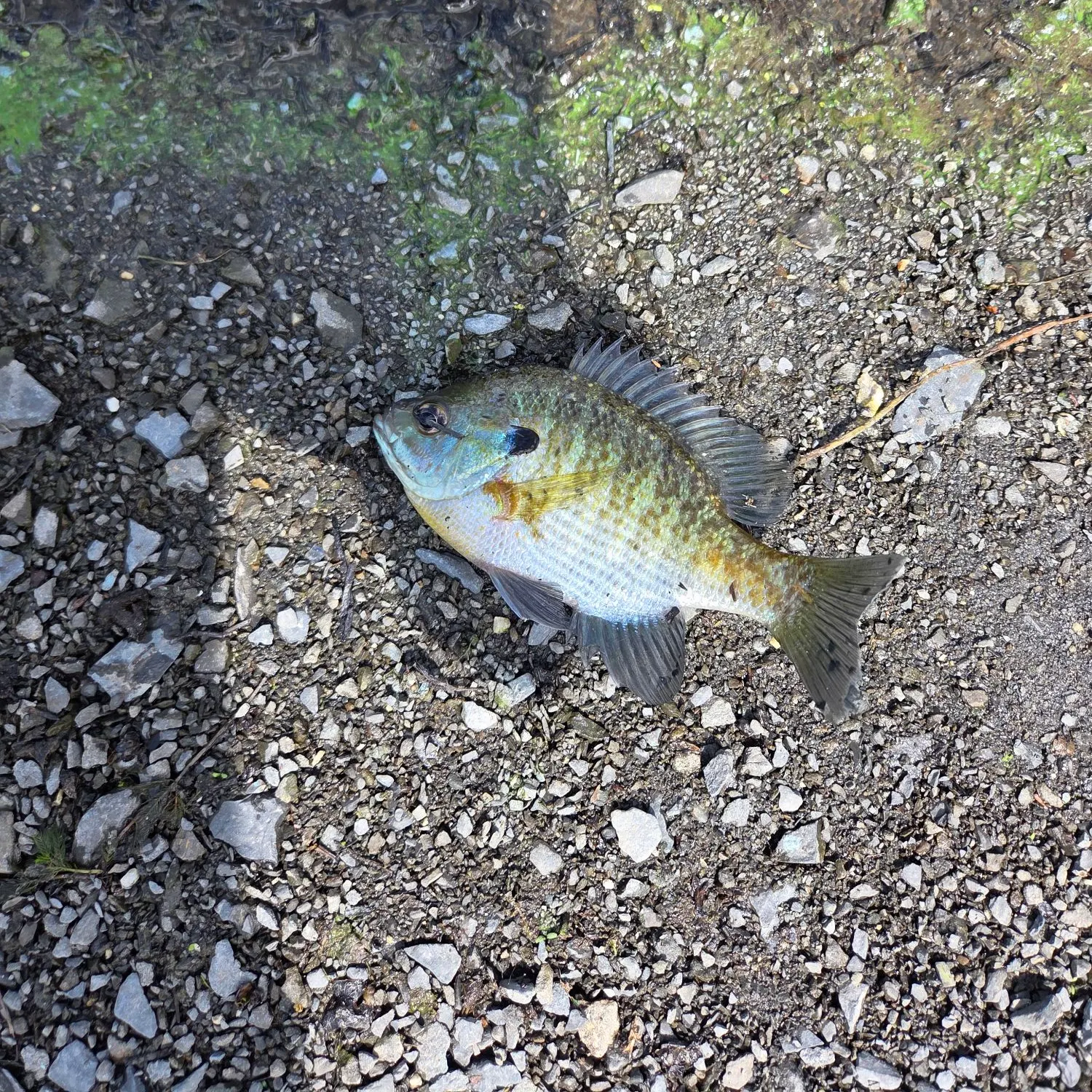 Bluegill caught on Fishbrain