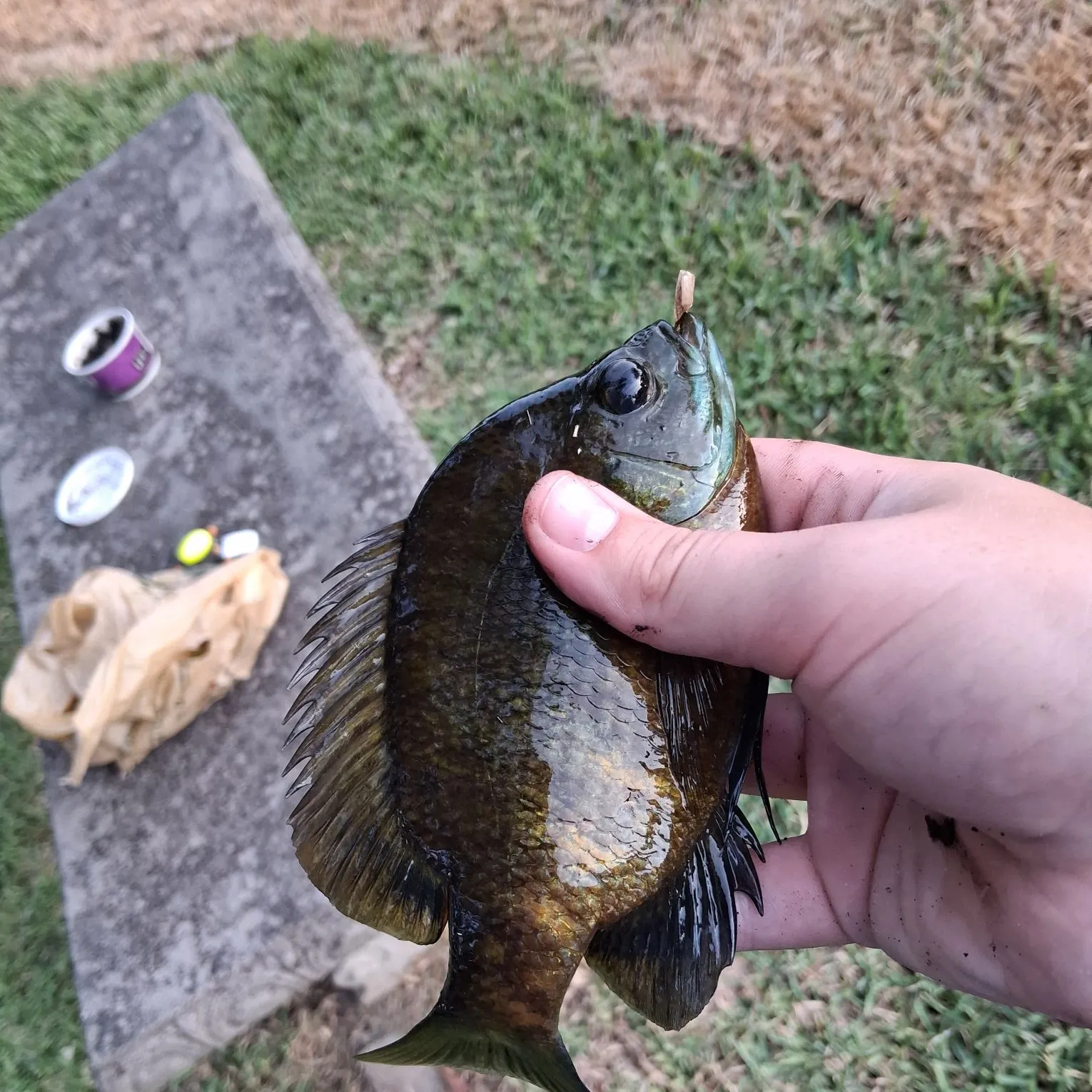 Bluegill caught on Fishbrain