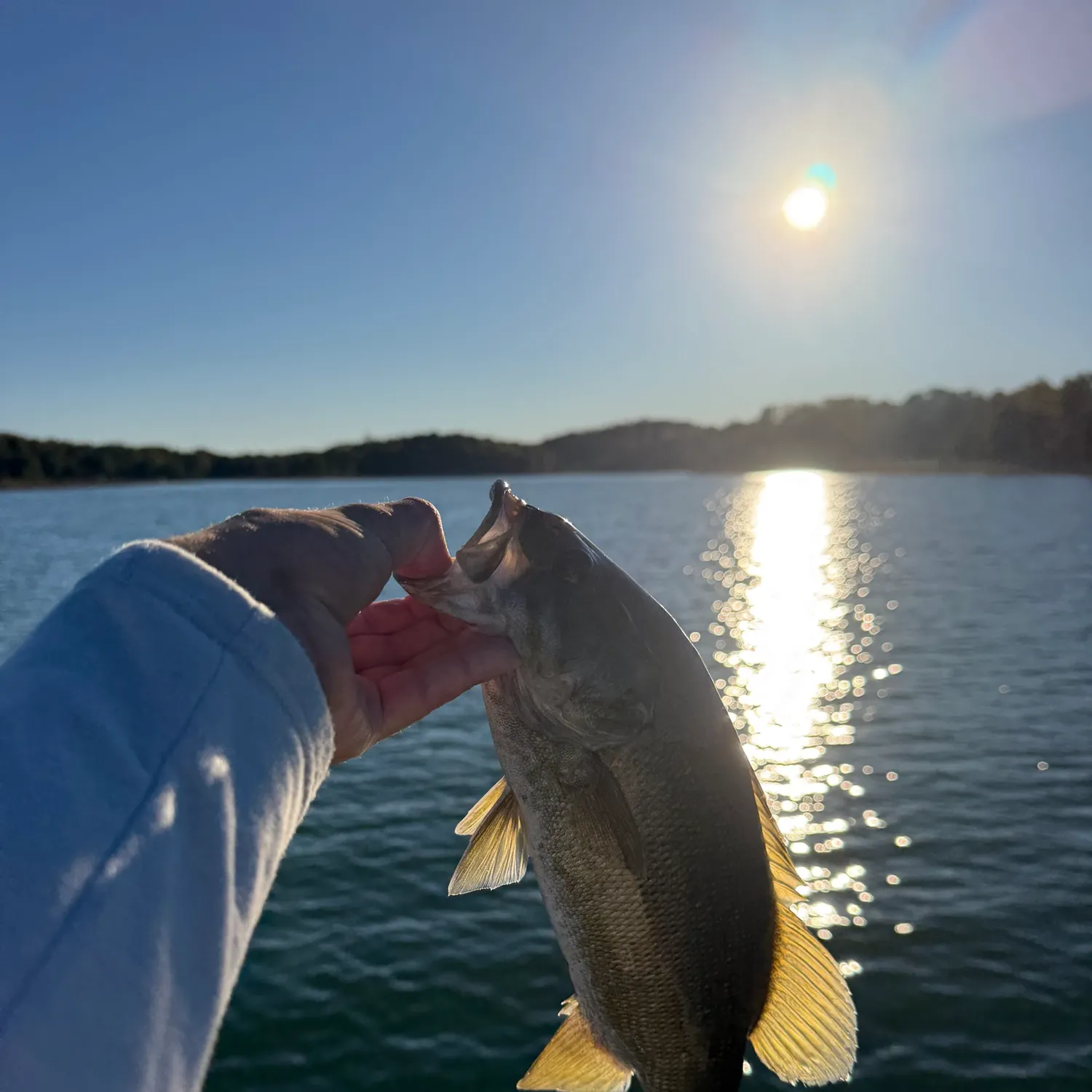 Smallmouth bass caught on Fishbrain