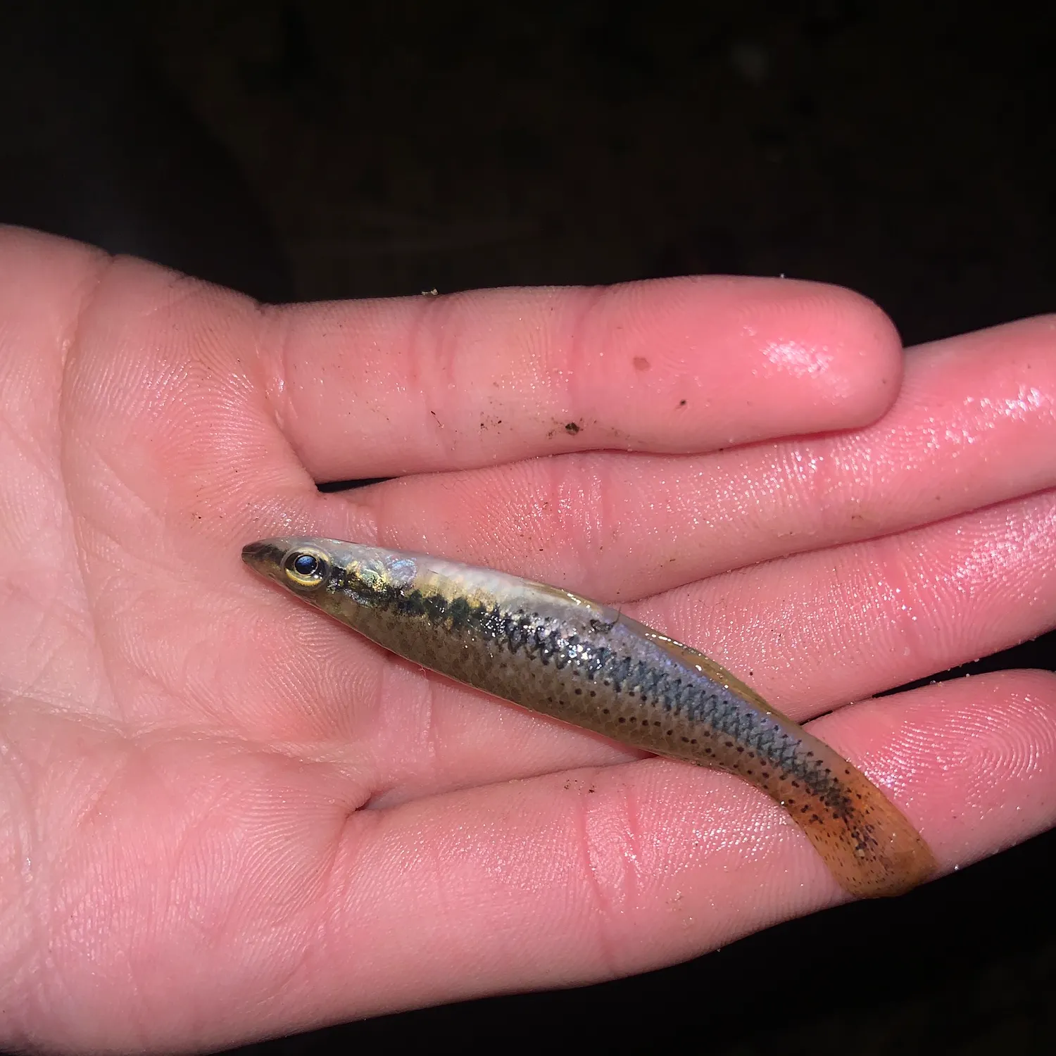 The most recent Blackstripe topminnow catches on Fishbrain