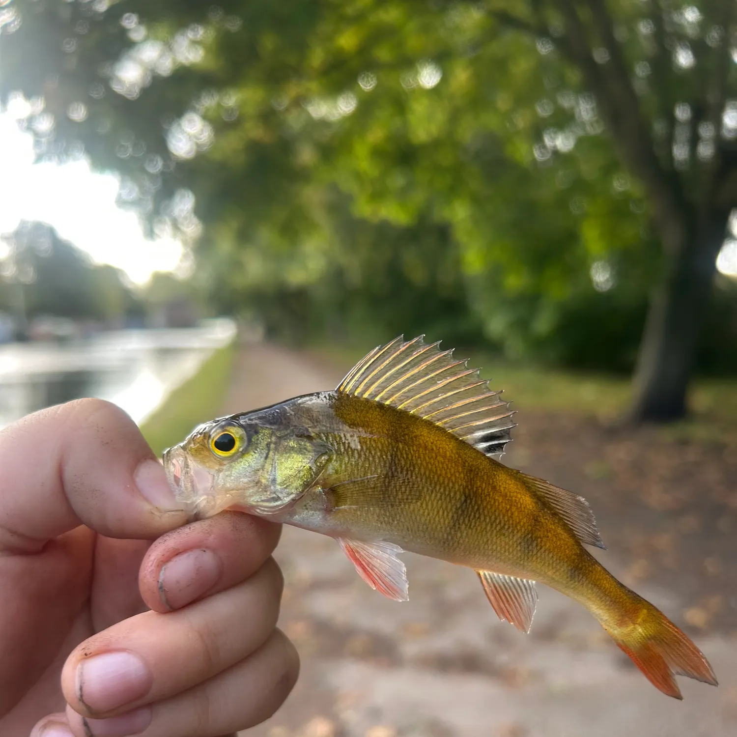 European perch caught on Fishbrain
