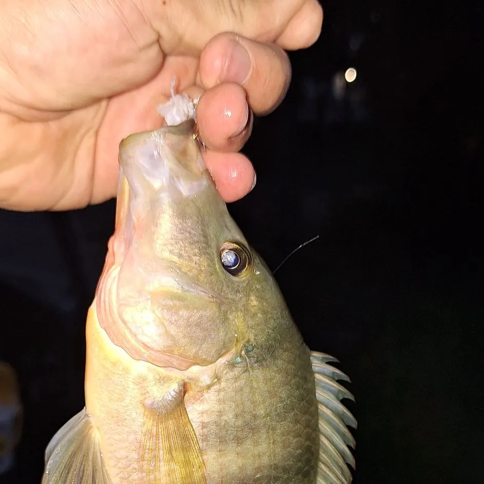 Mayan cichlid caught on Fishbrain