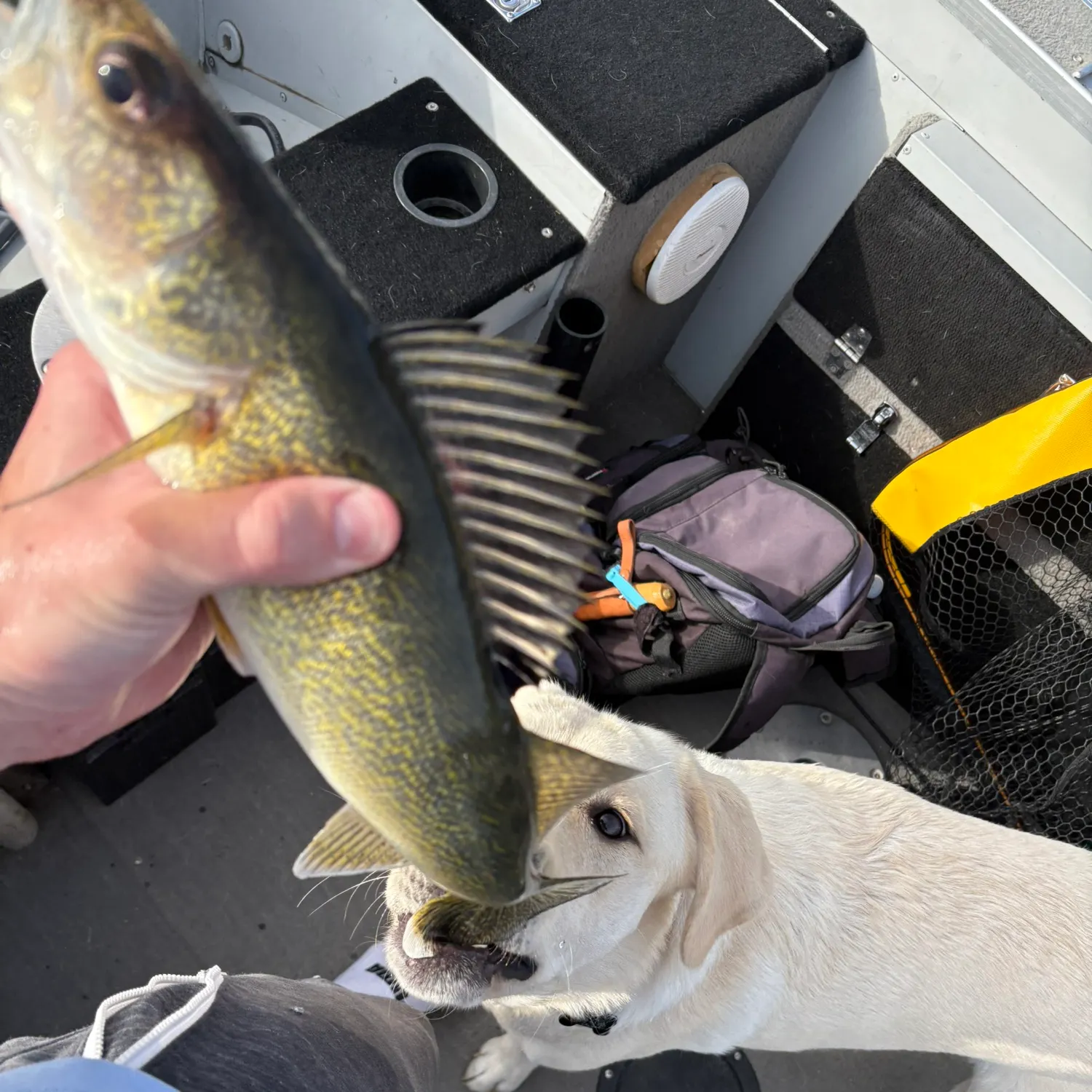 Walleye caught on Fishbrain