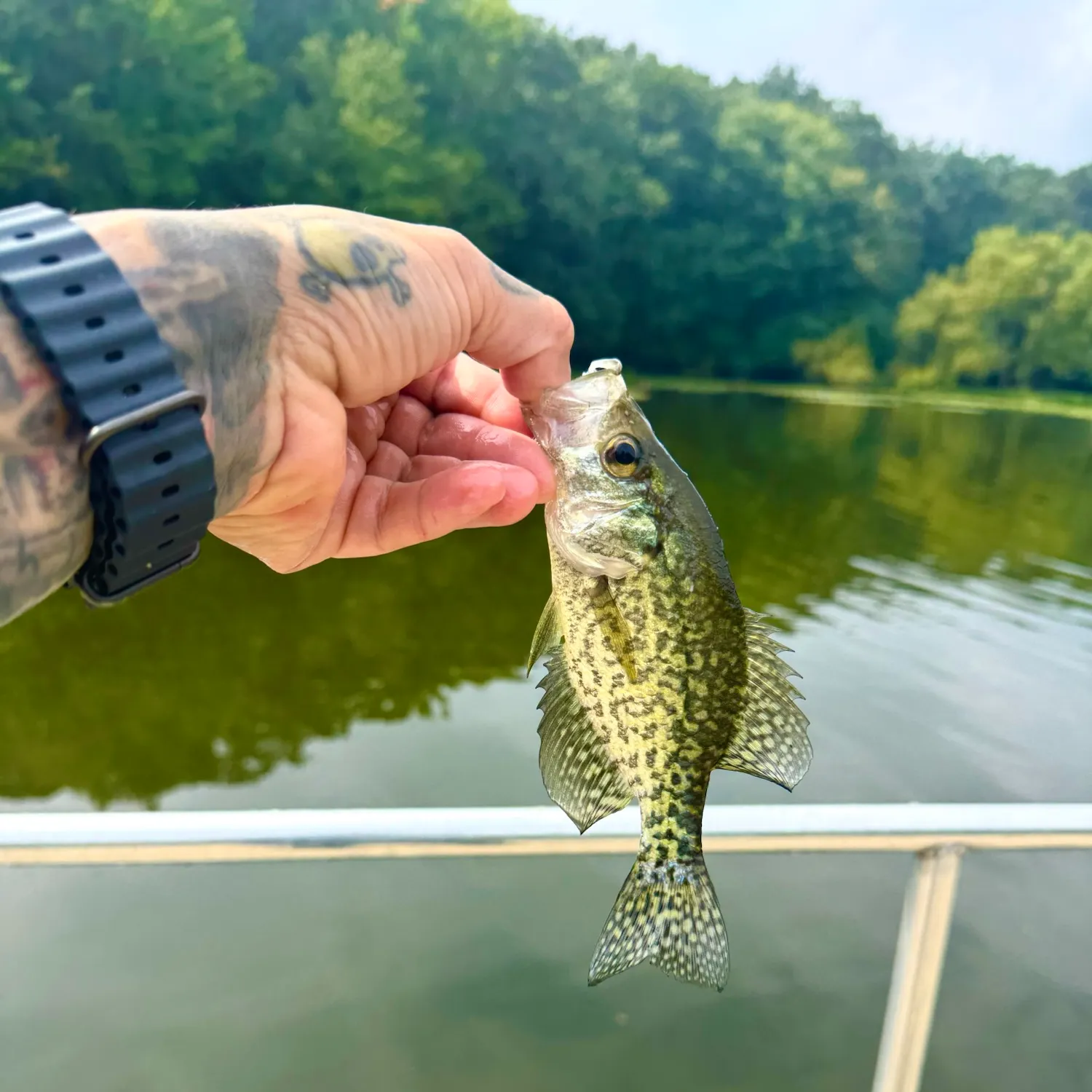 Black crappie caught on Fishbrain
