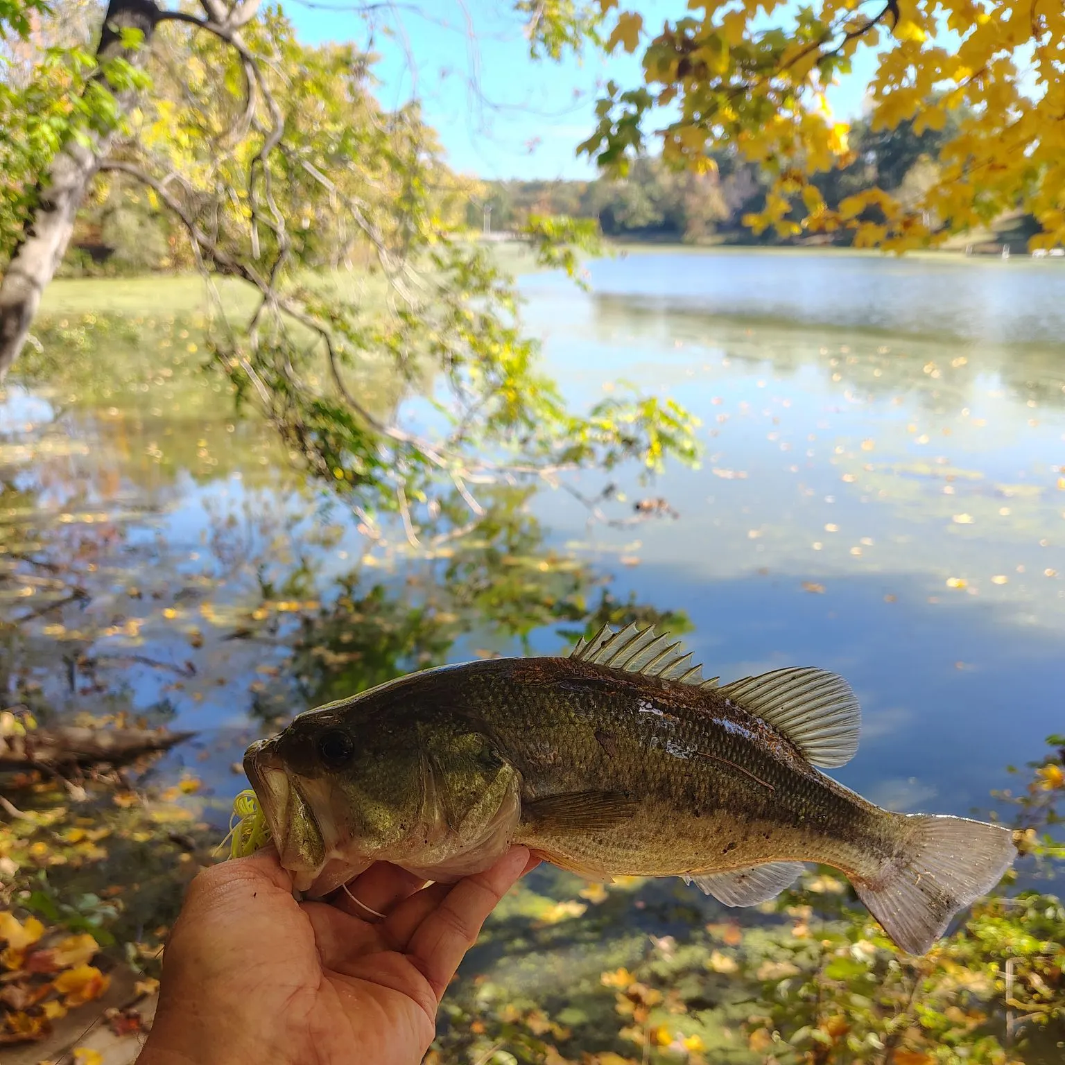 Largemouth bass caught on Fishbrain